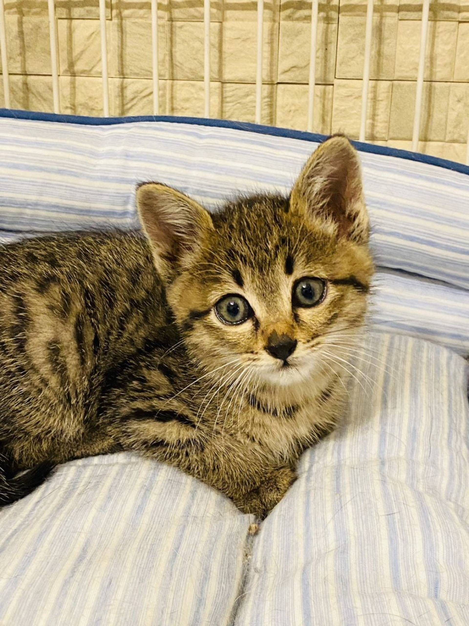雑種（ミックス猫）・メスの里親募集の写真