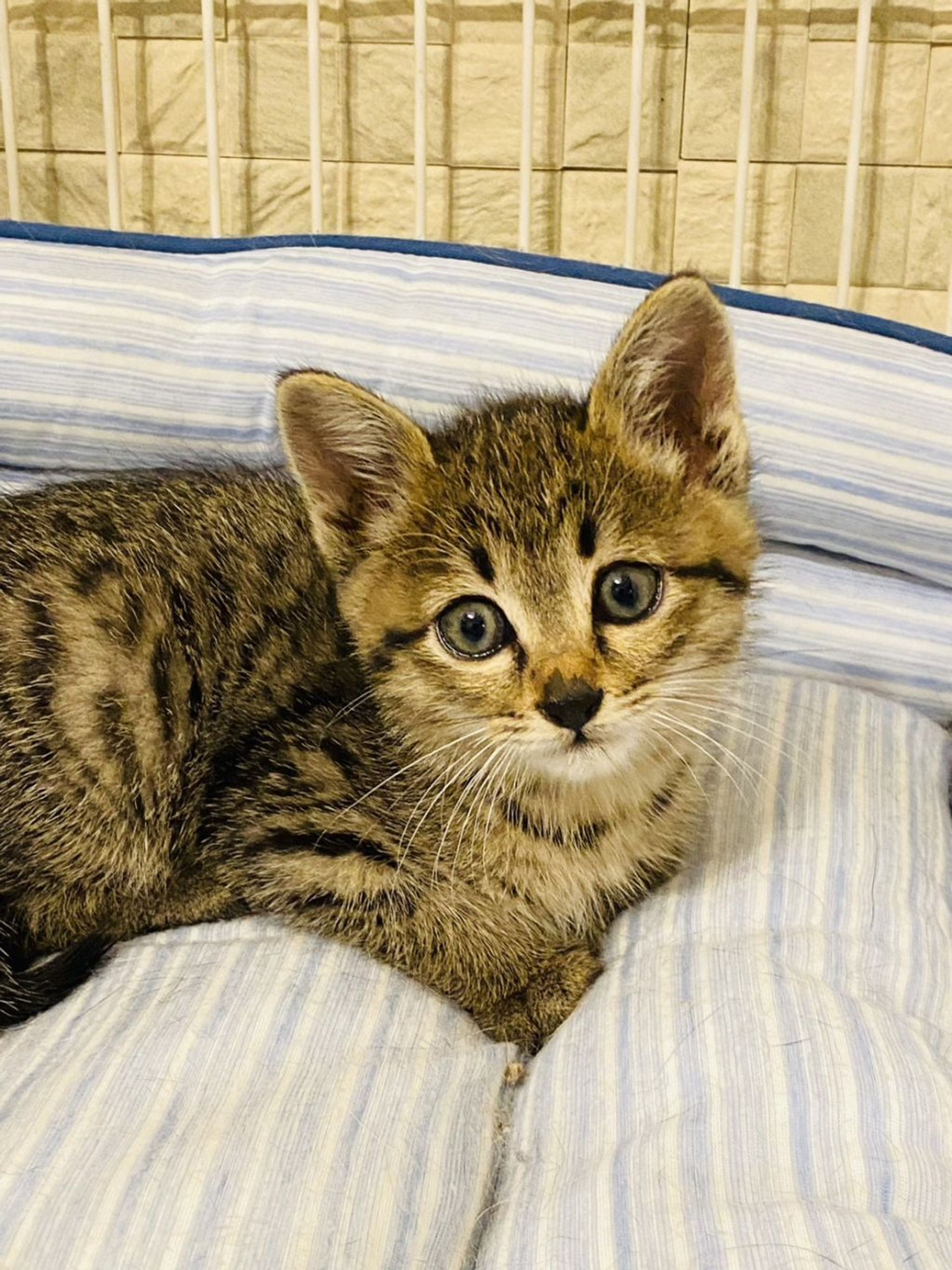 雑種（ミックス猫）・メスの里親募集の写真
