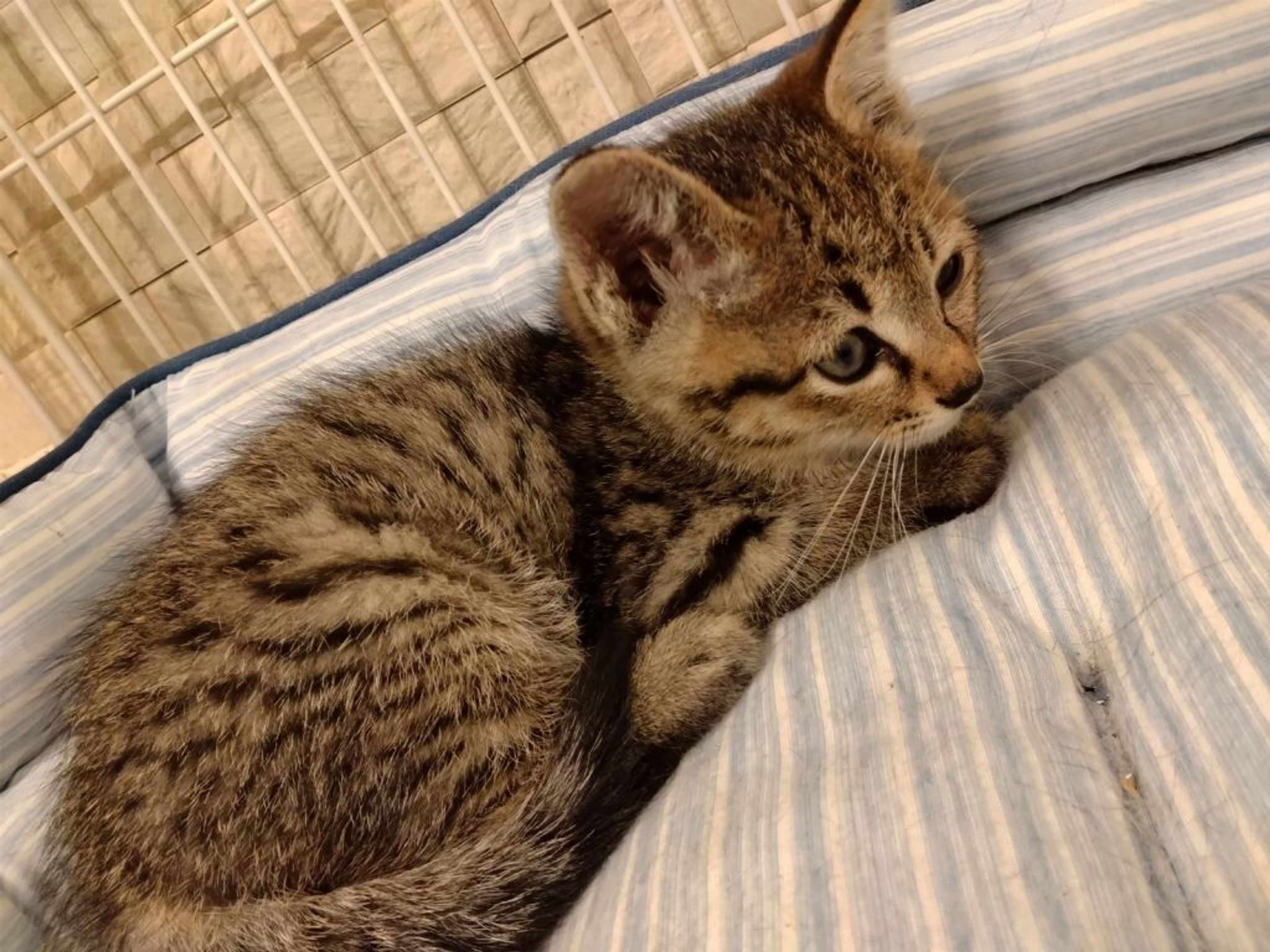 pet-image-4