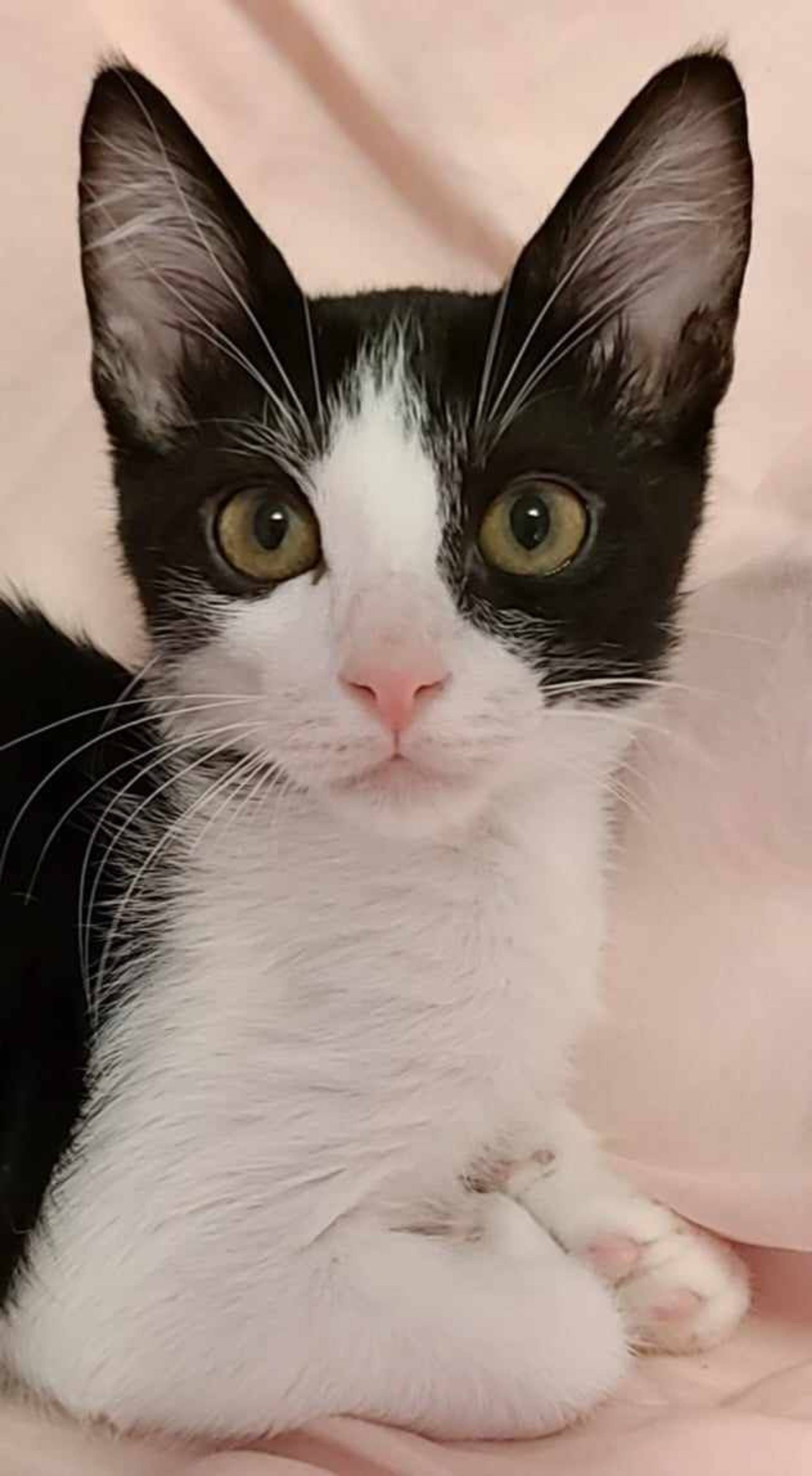 雑種（ミックス猫）・メスの里親募集の写真