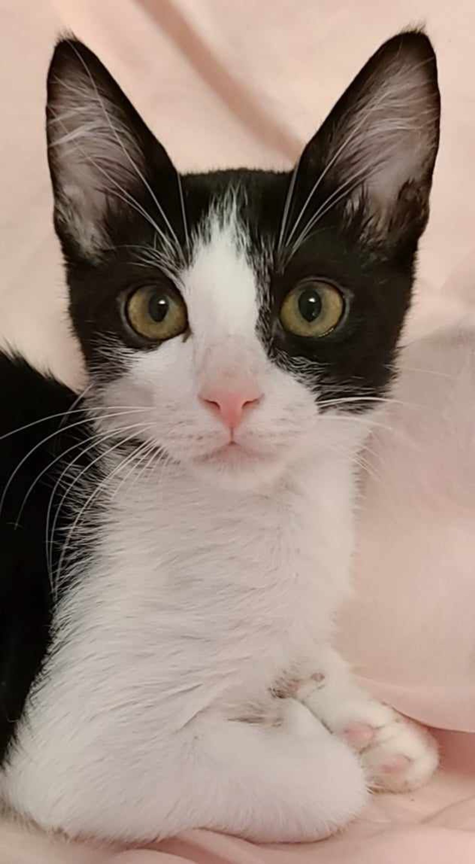雑種（ミックス猫）・メスの里親募集の写真