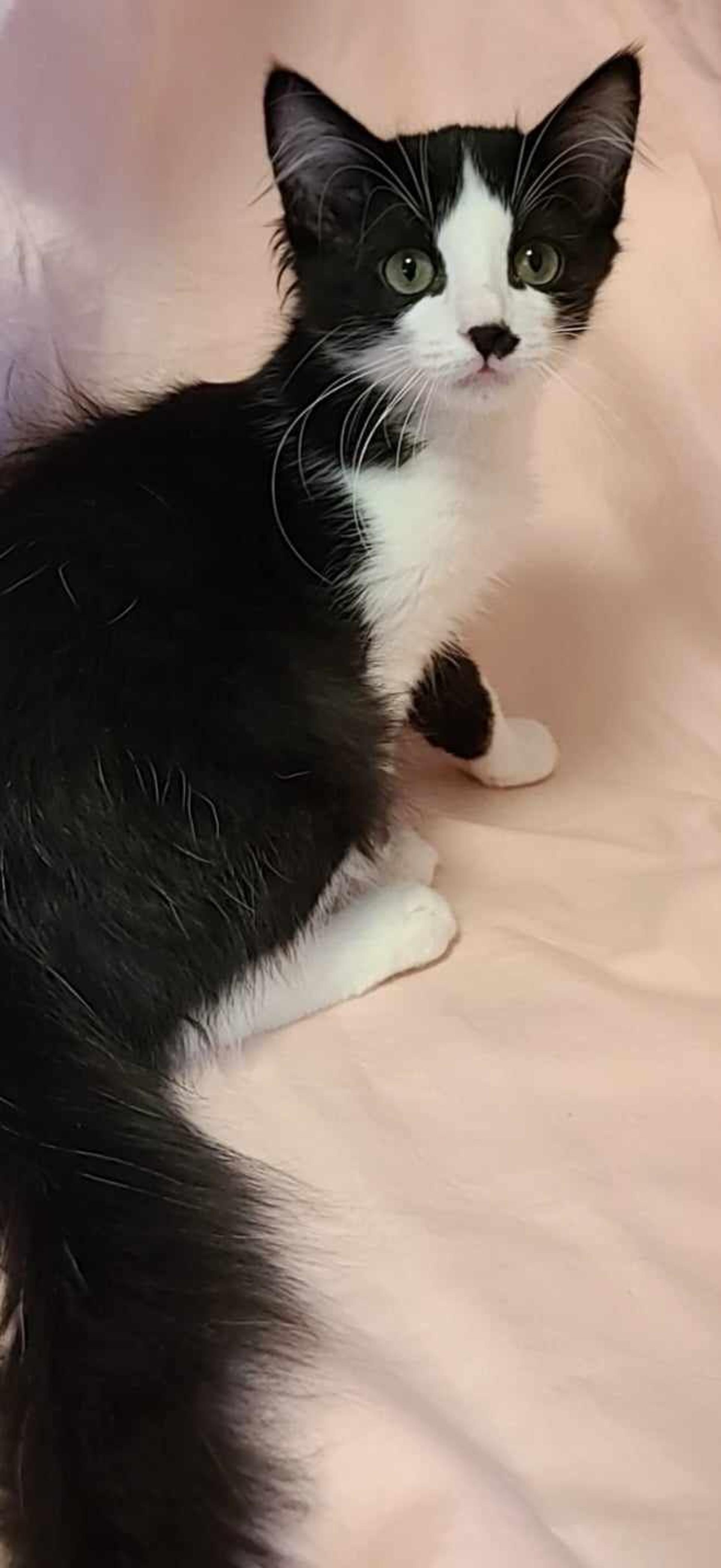 pet-image-3