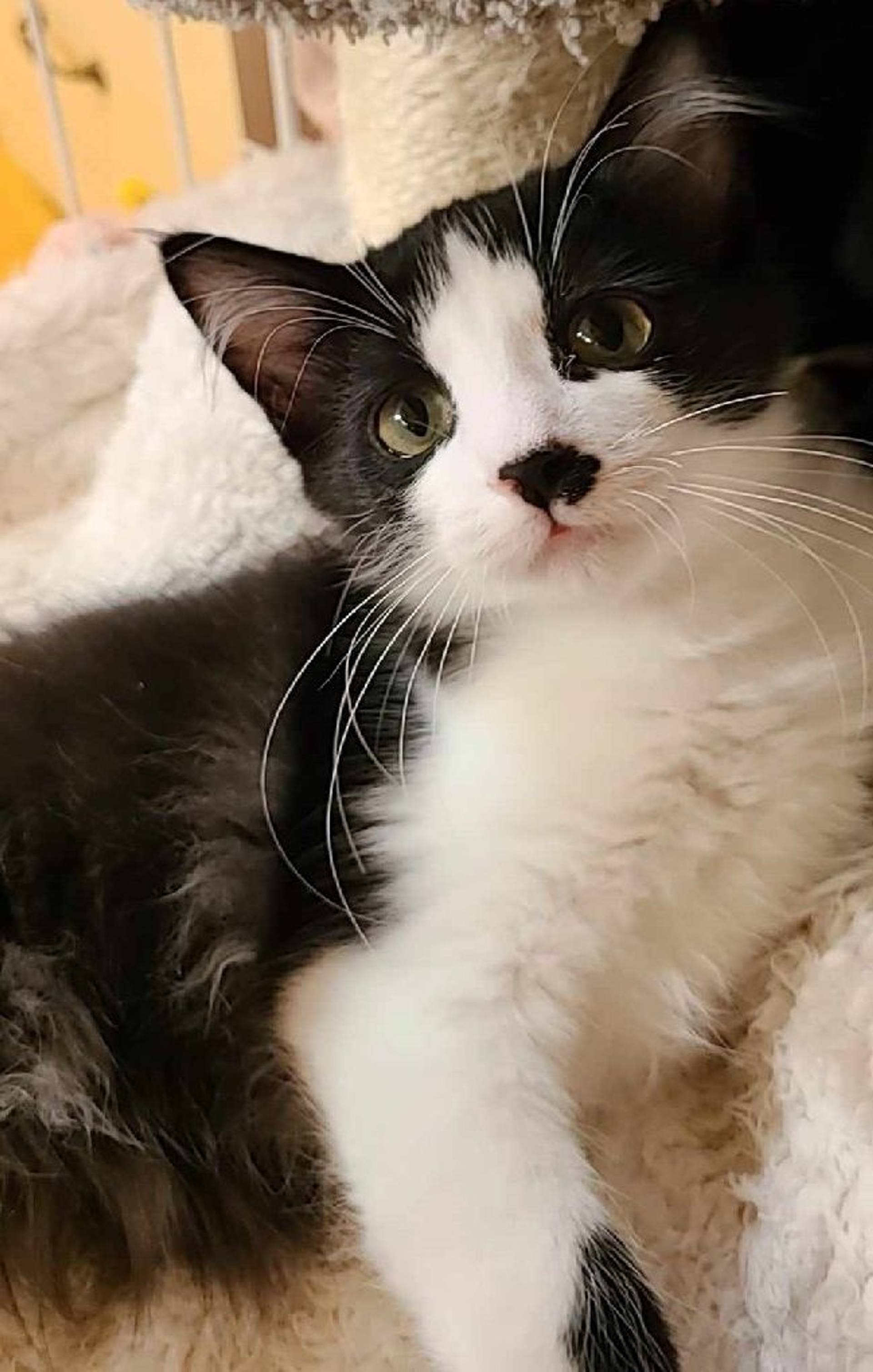 雑種（ミックス猫）・メスの里親募集の写真