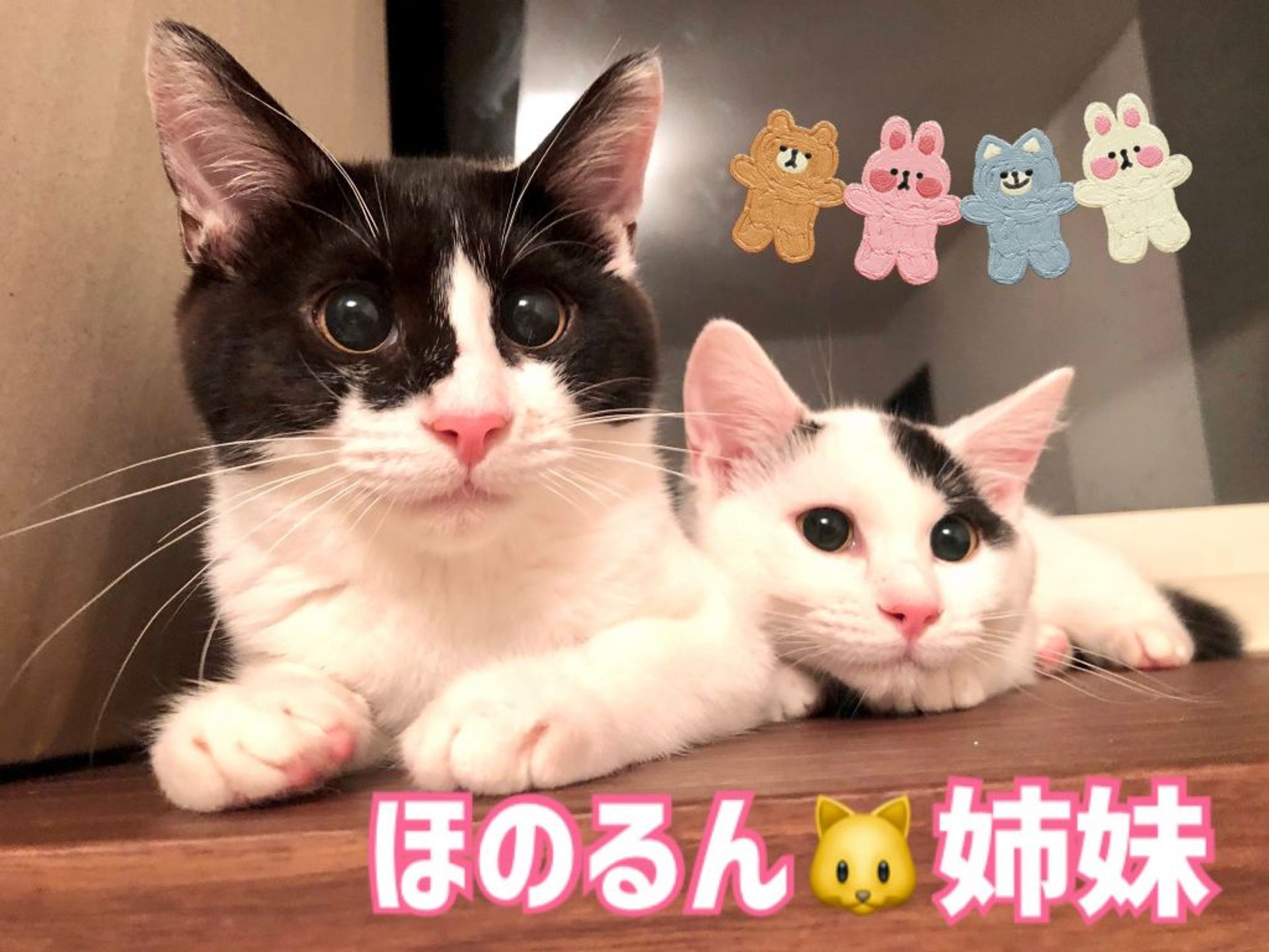 雑種（ミックス猫）・メスの里親募集の写真