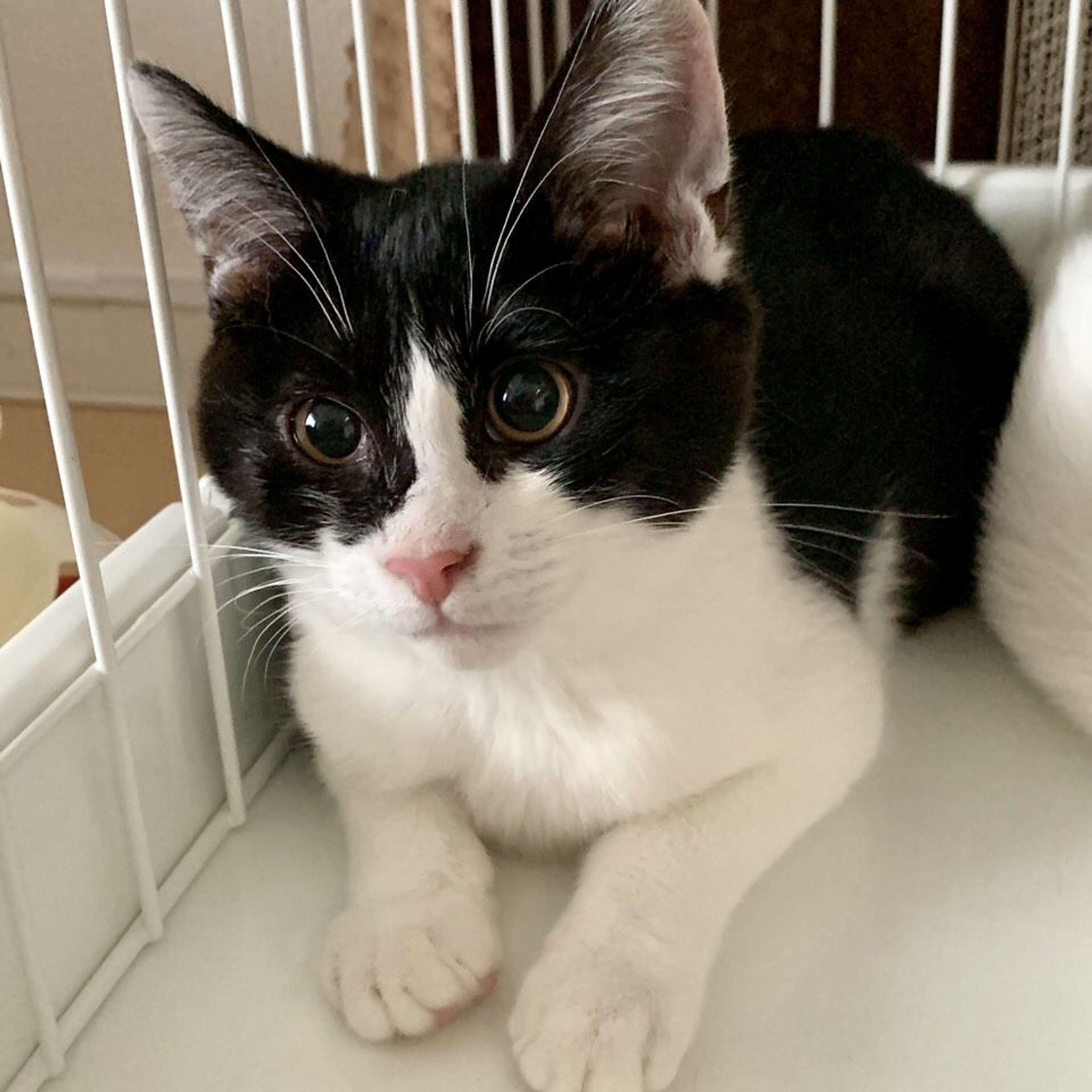 pet-image-2