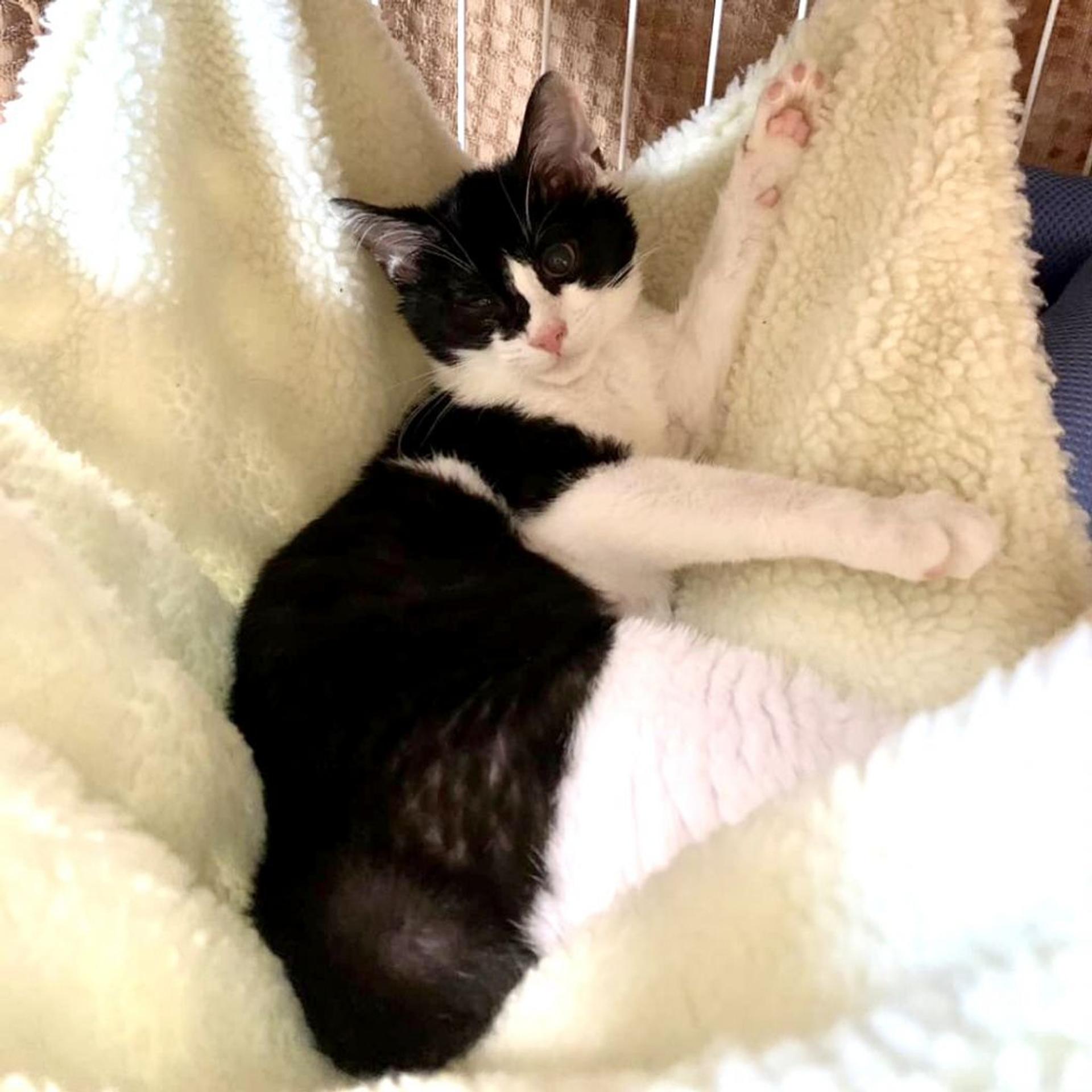 pet-image-3