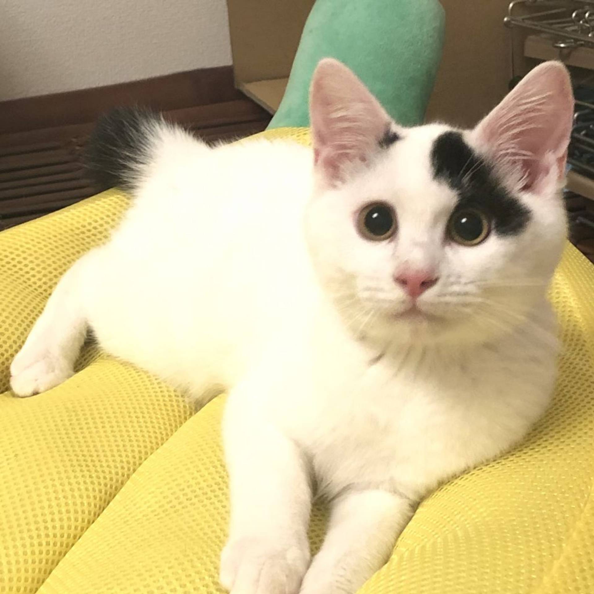雑種（ミックス猫）・メスの里親募集の写真