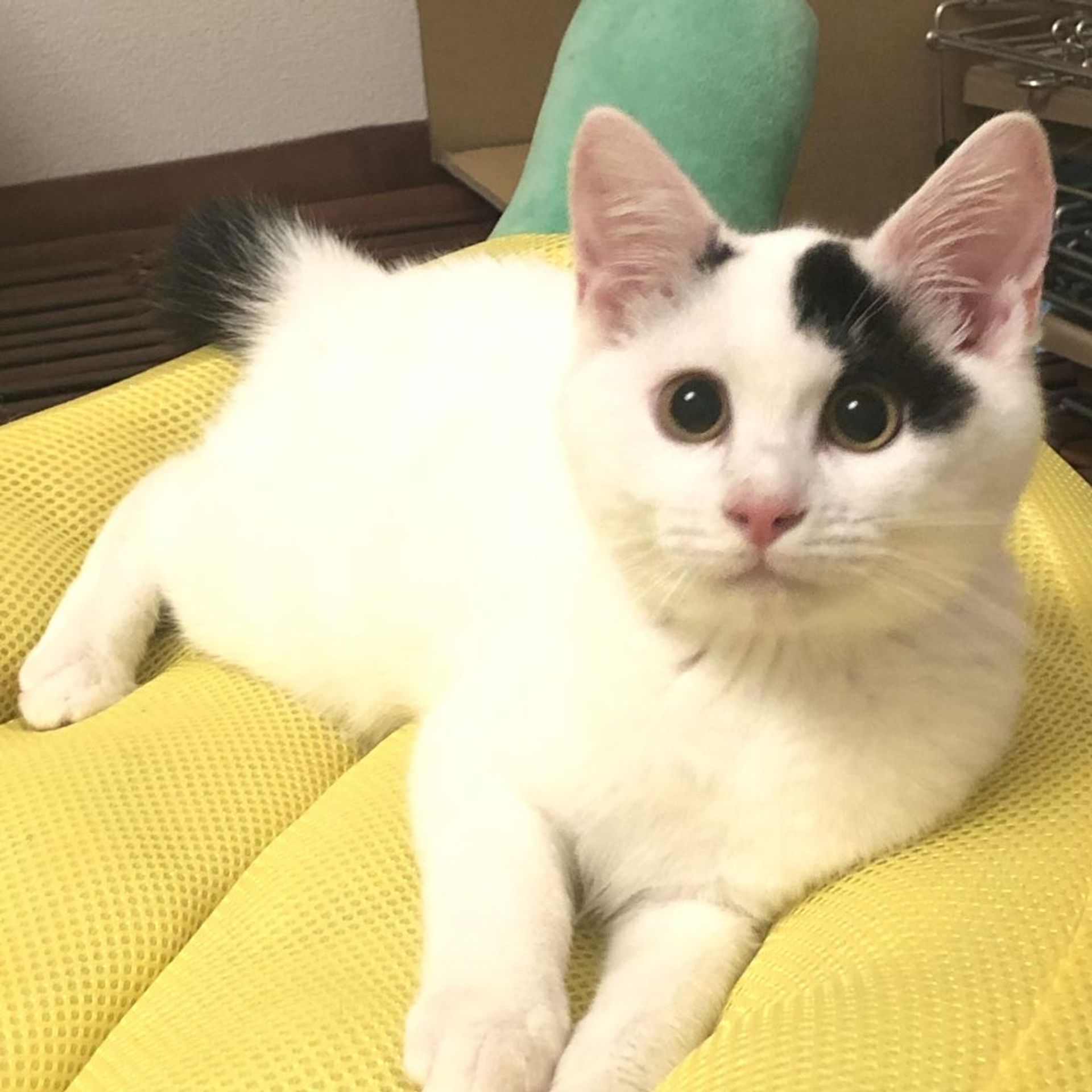 雑種（ミックス猫）・メスの里親募集の写真