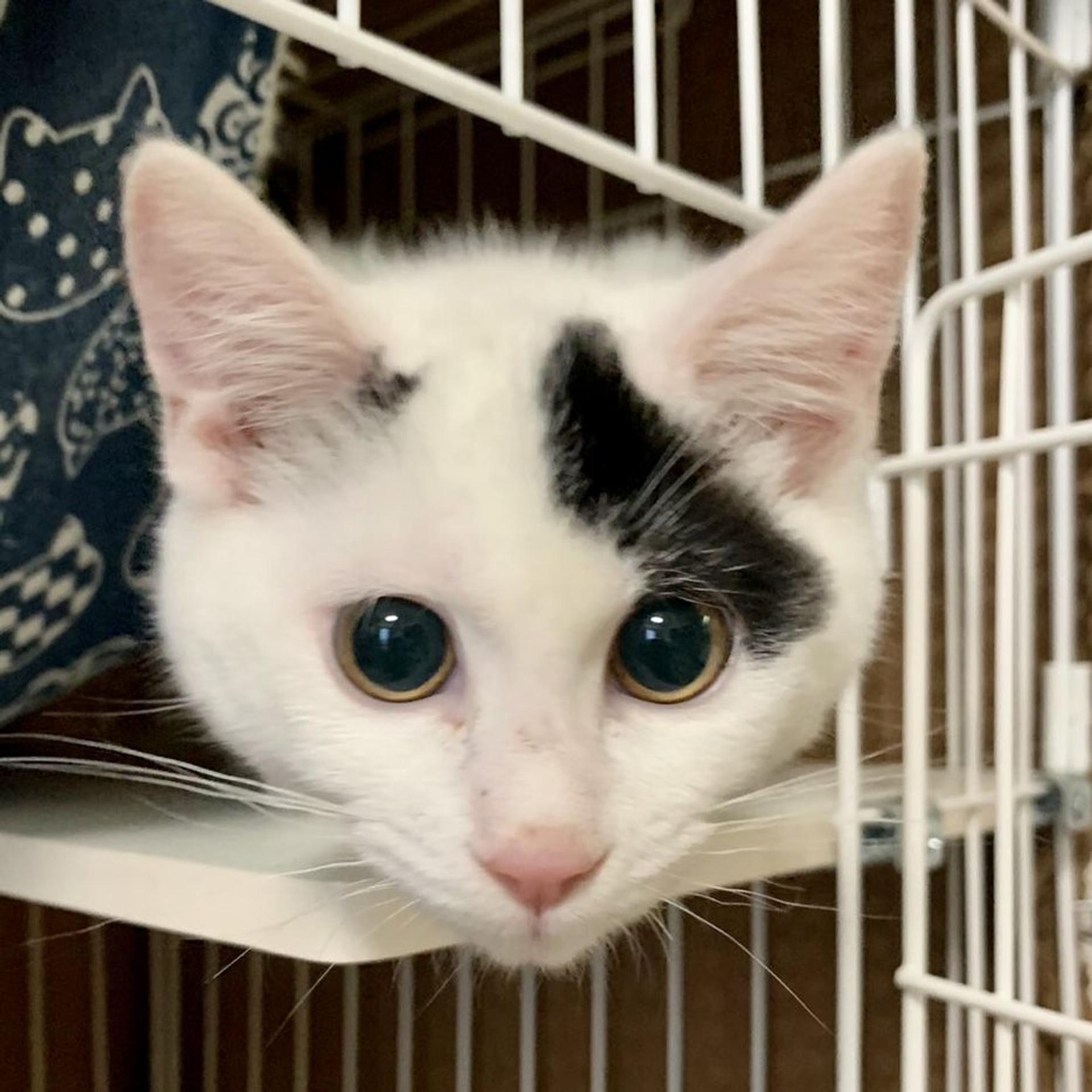 pet-image-3