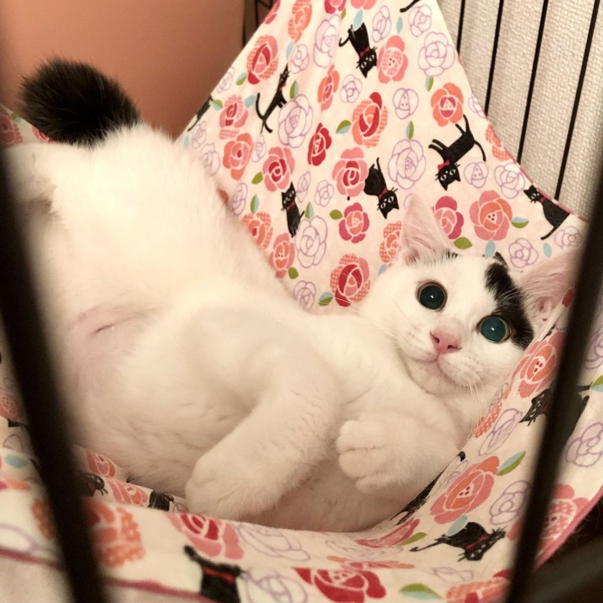 pet-image-4