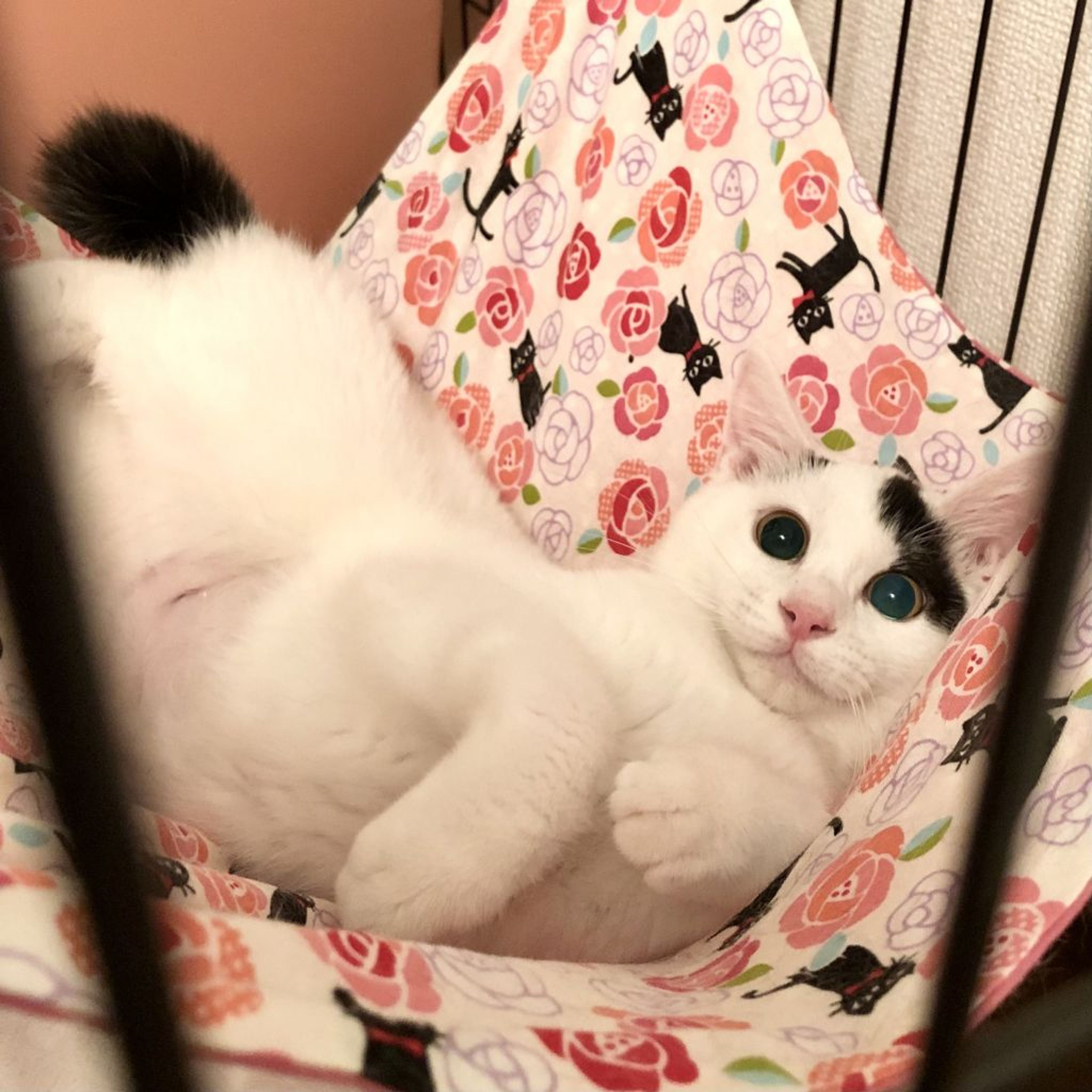 pet-image-4