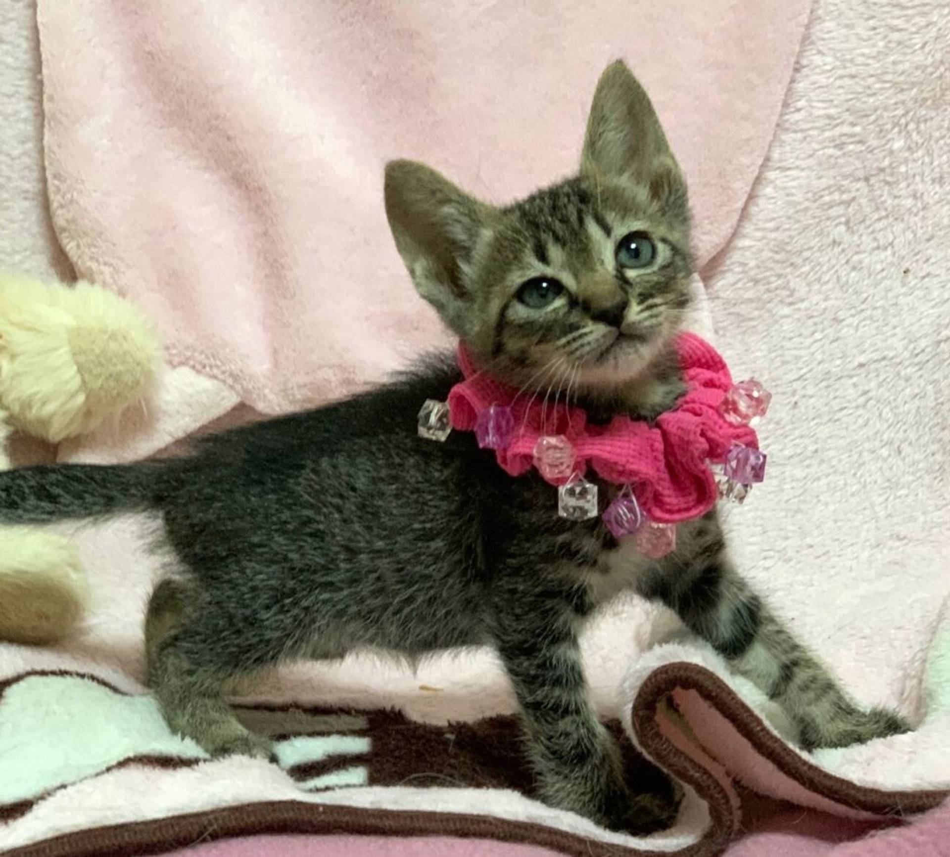 雑種（ミックス猫）・メスの里親募集の写真