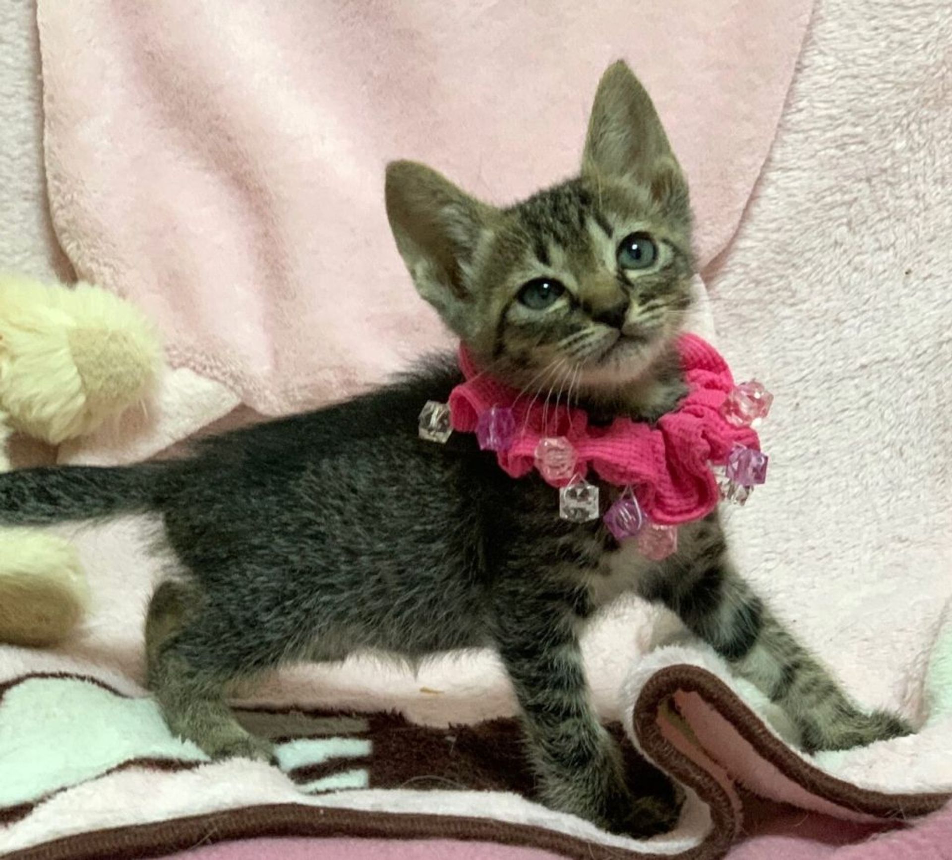 雑種（ミックス猫）・メスの里親募集の写真