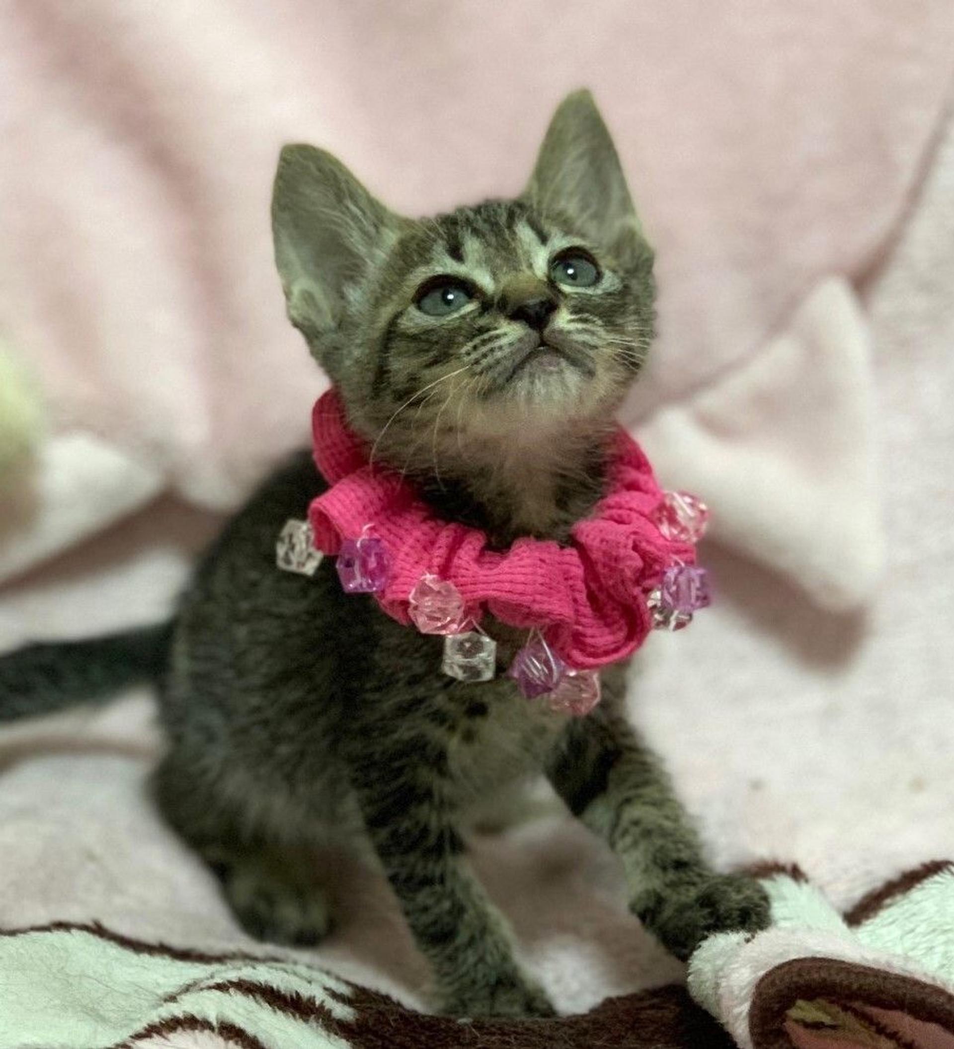pet-image-4