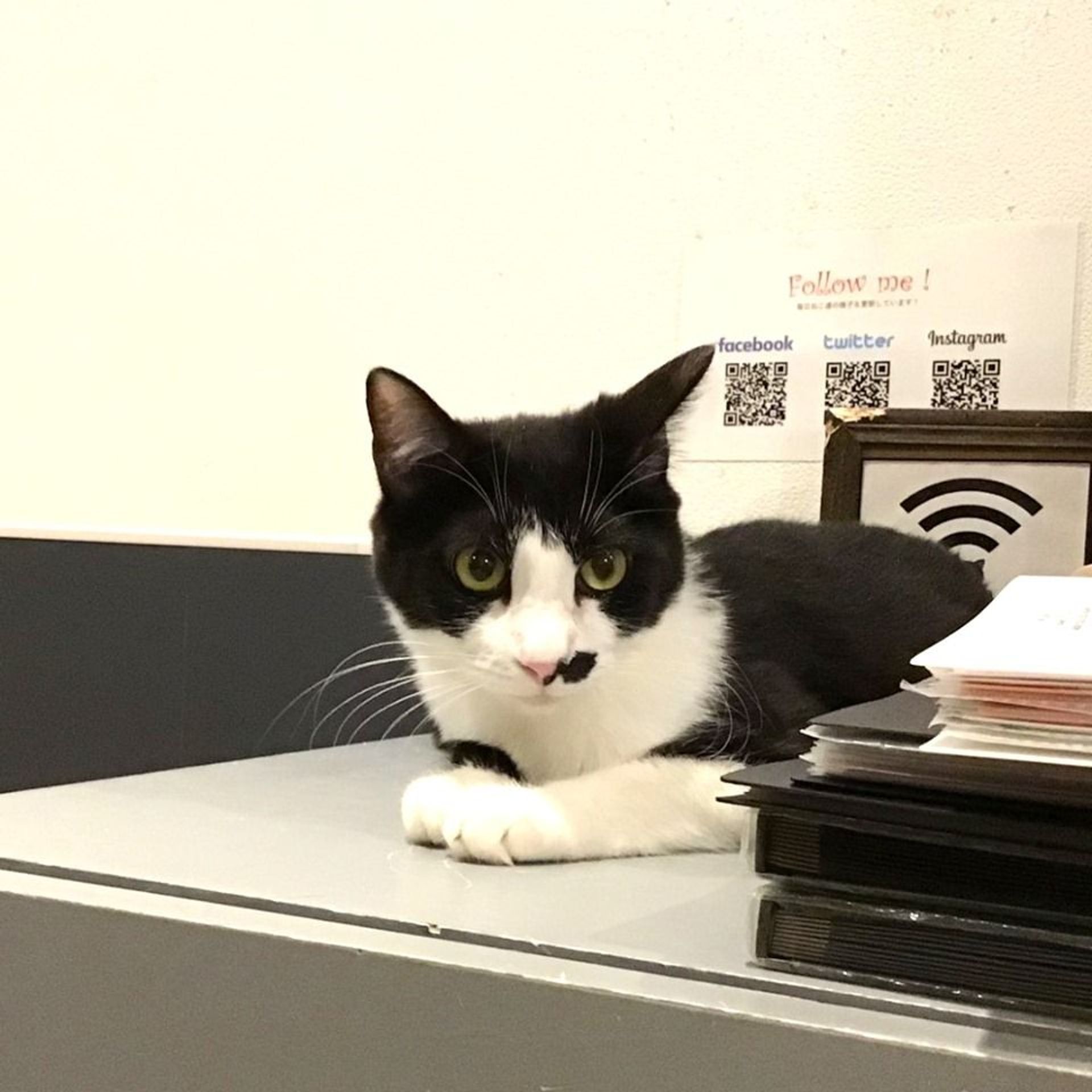 雑種（ミックス猫）・オスの里親募集の写真