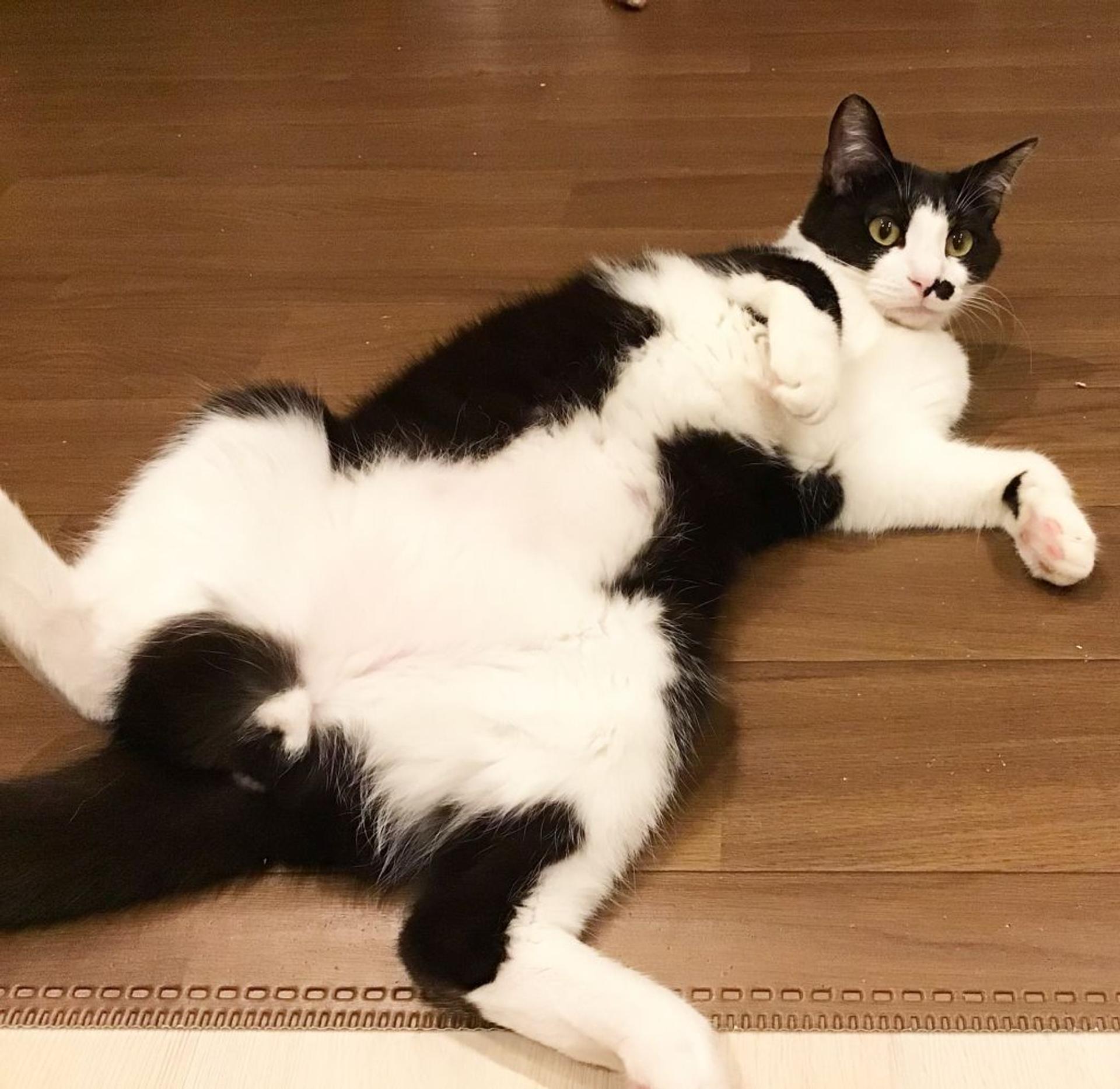 pet-image-3