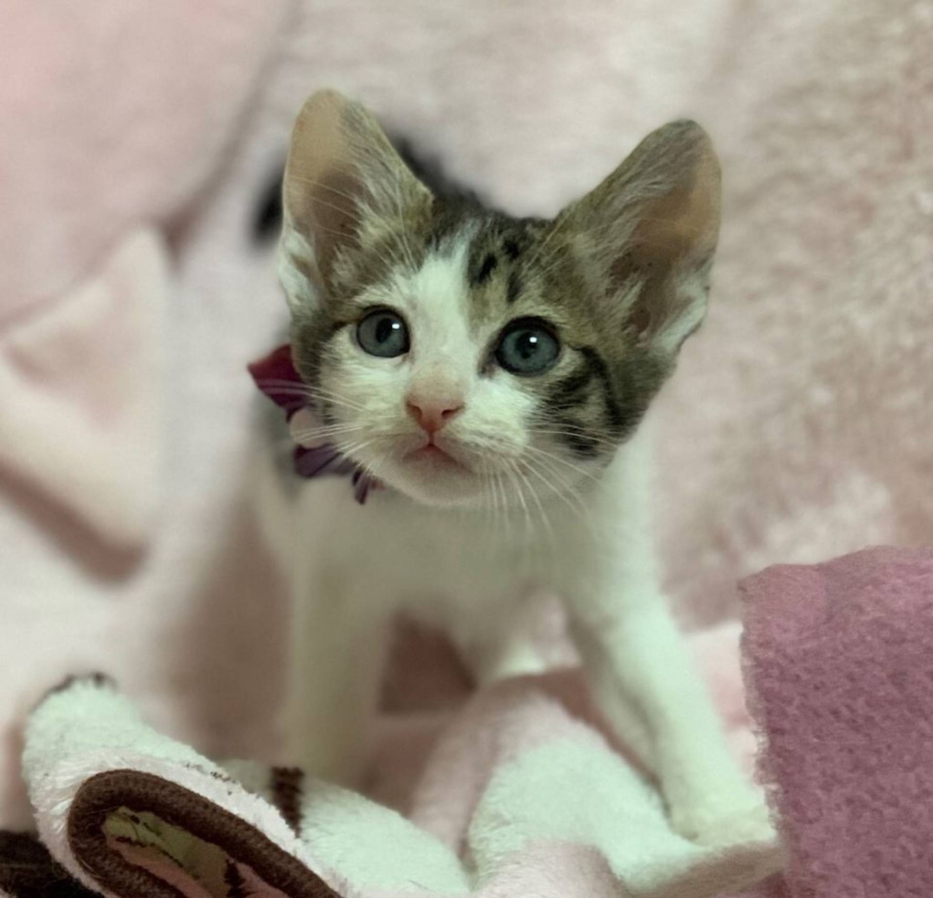 雑種（ミックス猫）・オスの里親募集の写真
