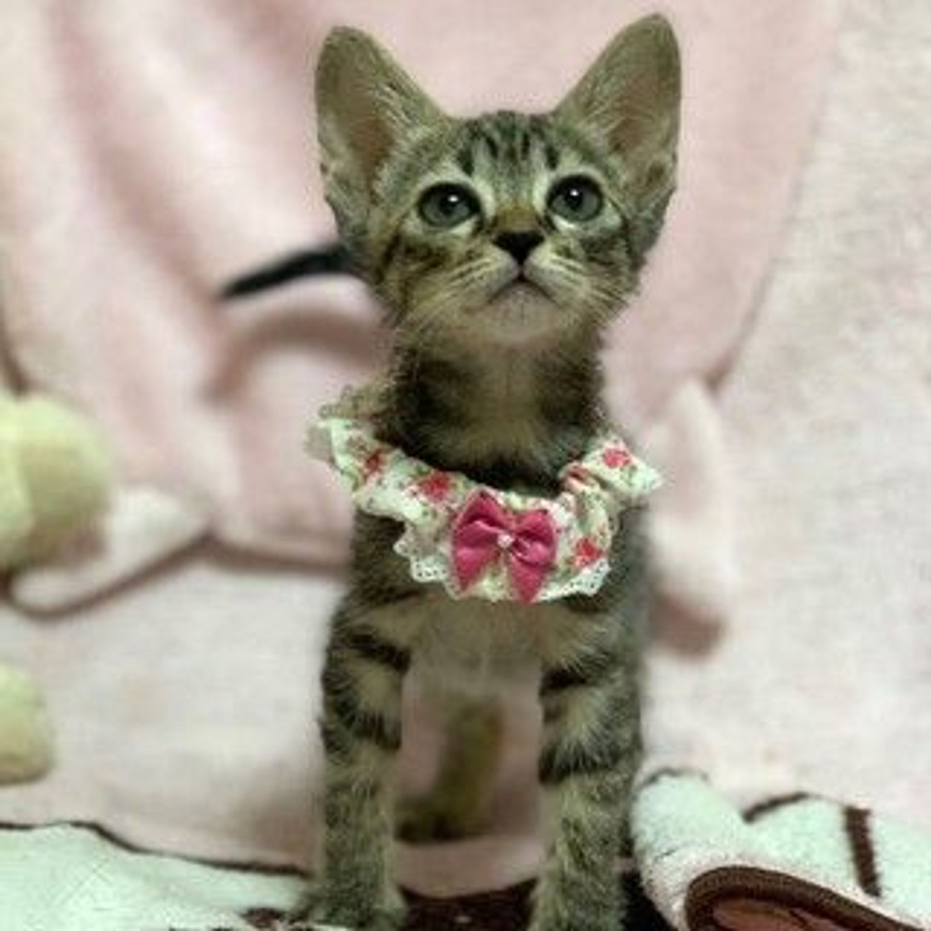 雑種（ミックス猫）・メスの里親募集の写真