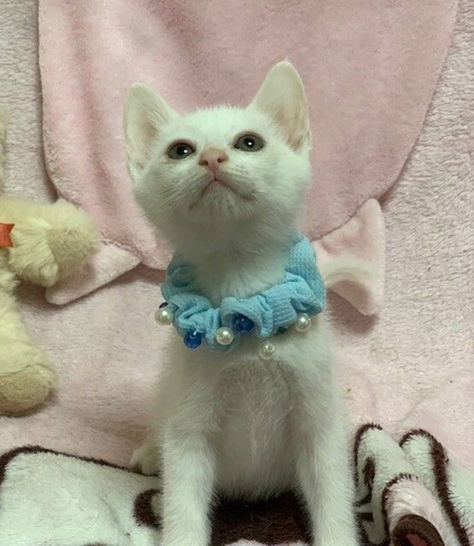 雑種（ミックス猫）・オスの里親募集の写真