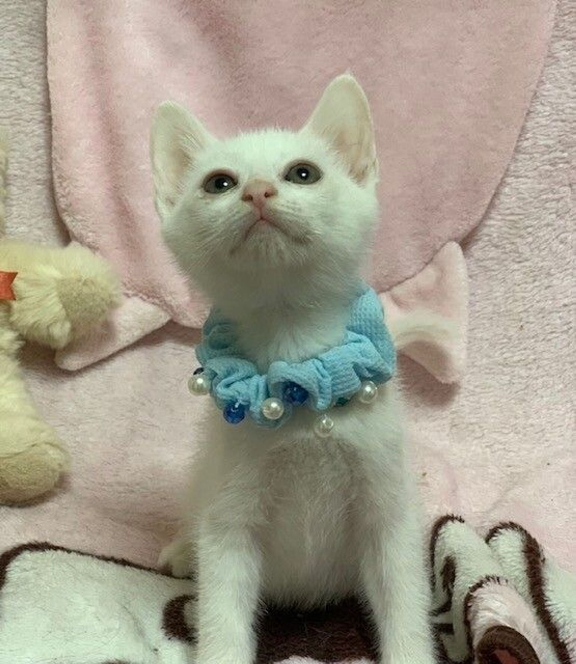 雑種（ミックス猫）・オスの里親募集の写真