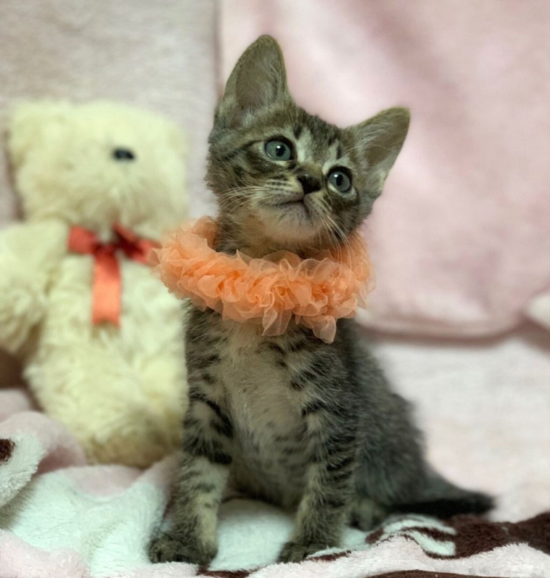 雑種（ミックス猫）・オスの里親募集の写真