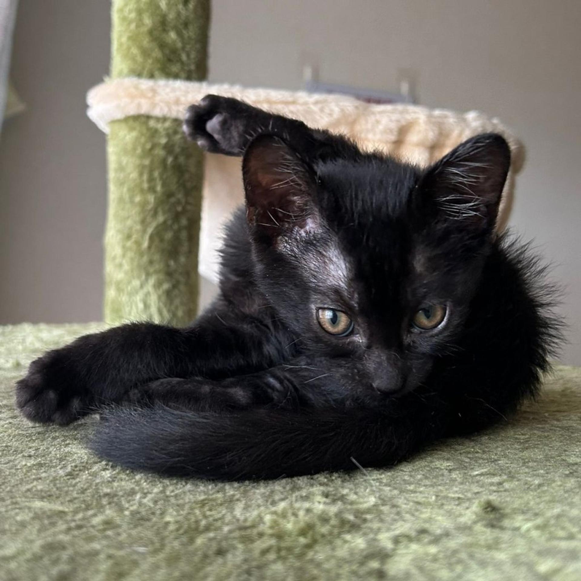 pet-image-3