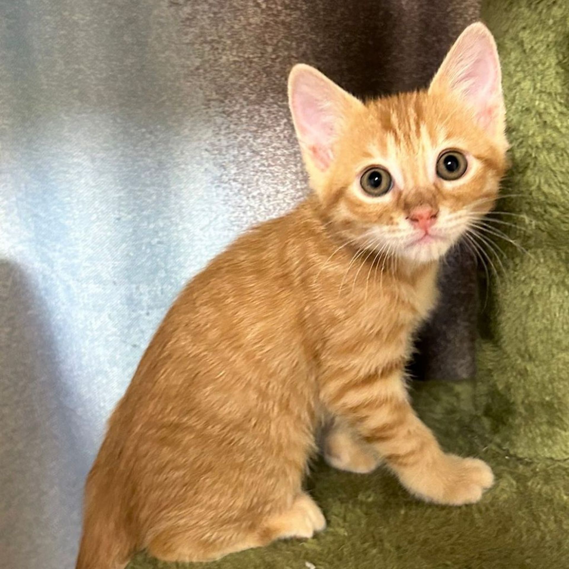 雑種（ミックス猫）・オスの里親募集の写真