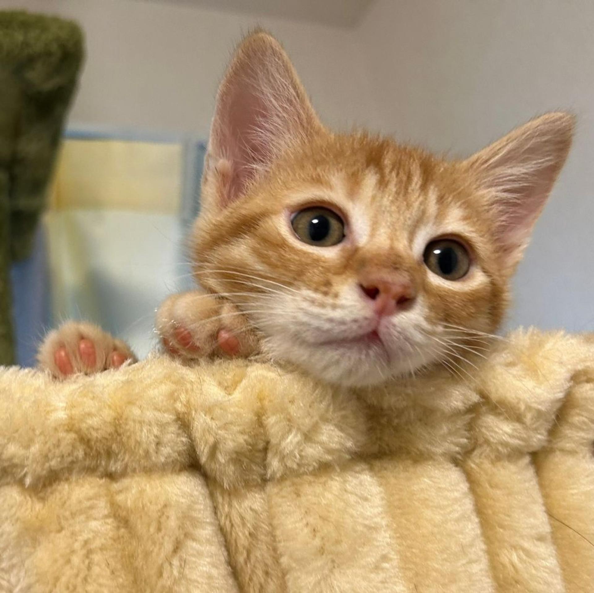pet-image-3
