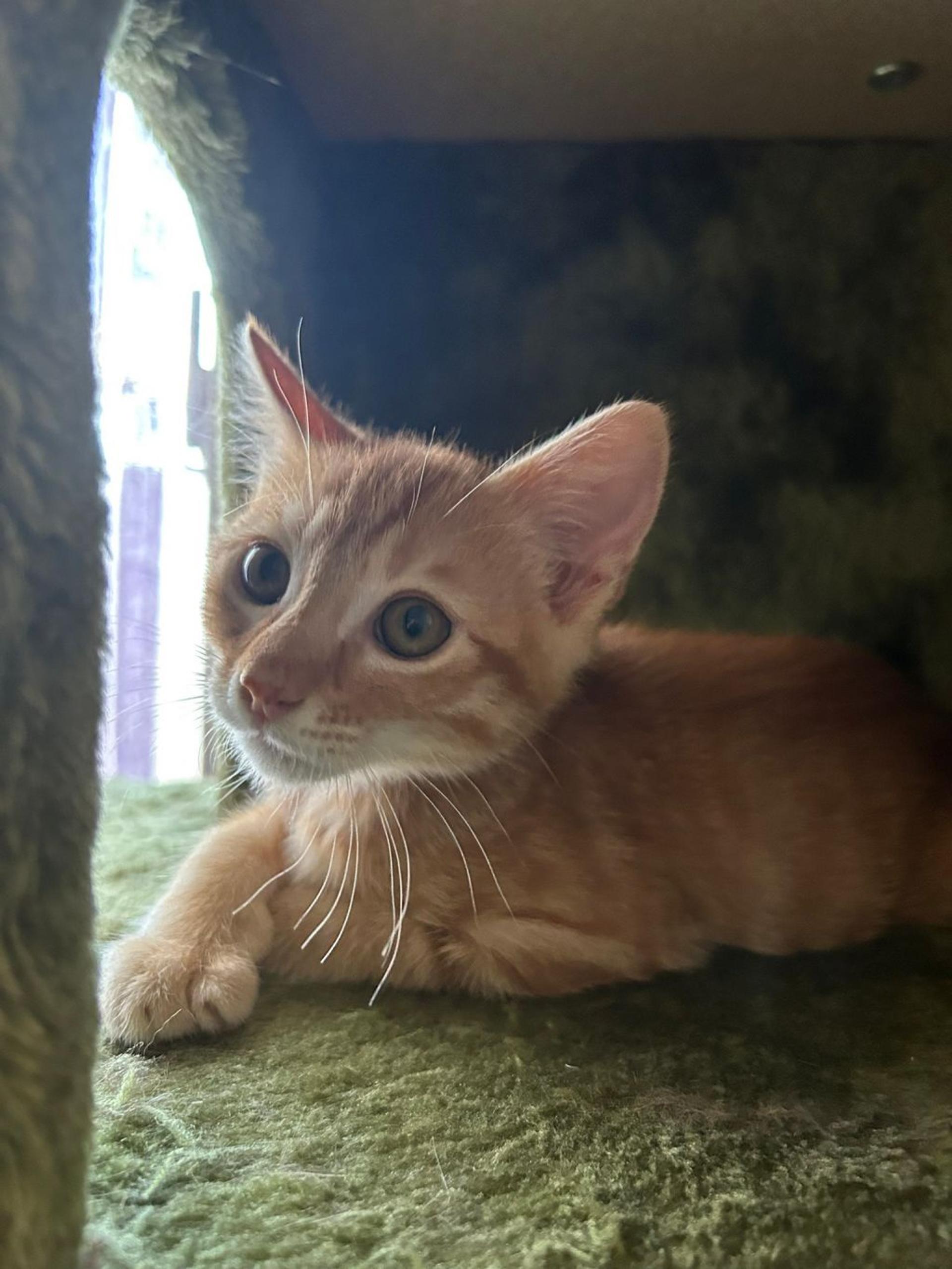 pet-image-6
