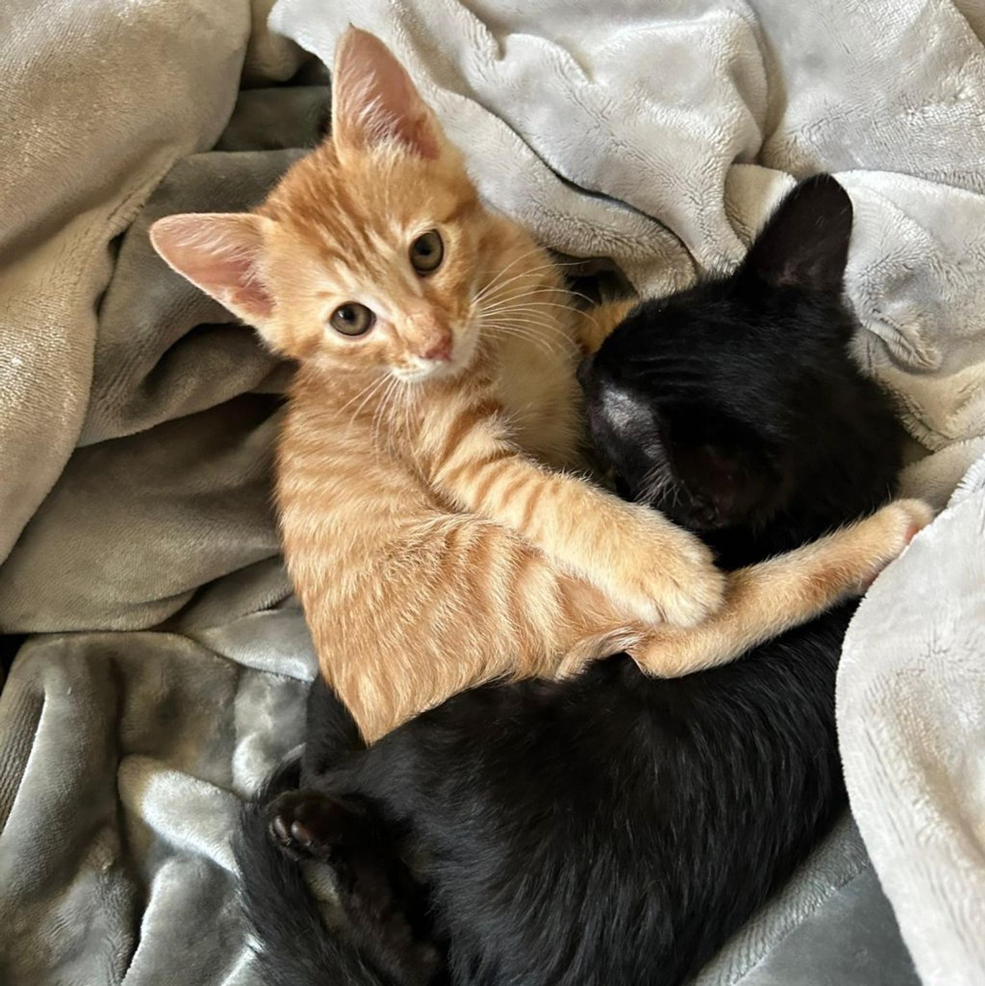 pet-image-7