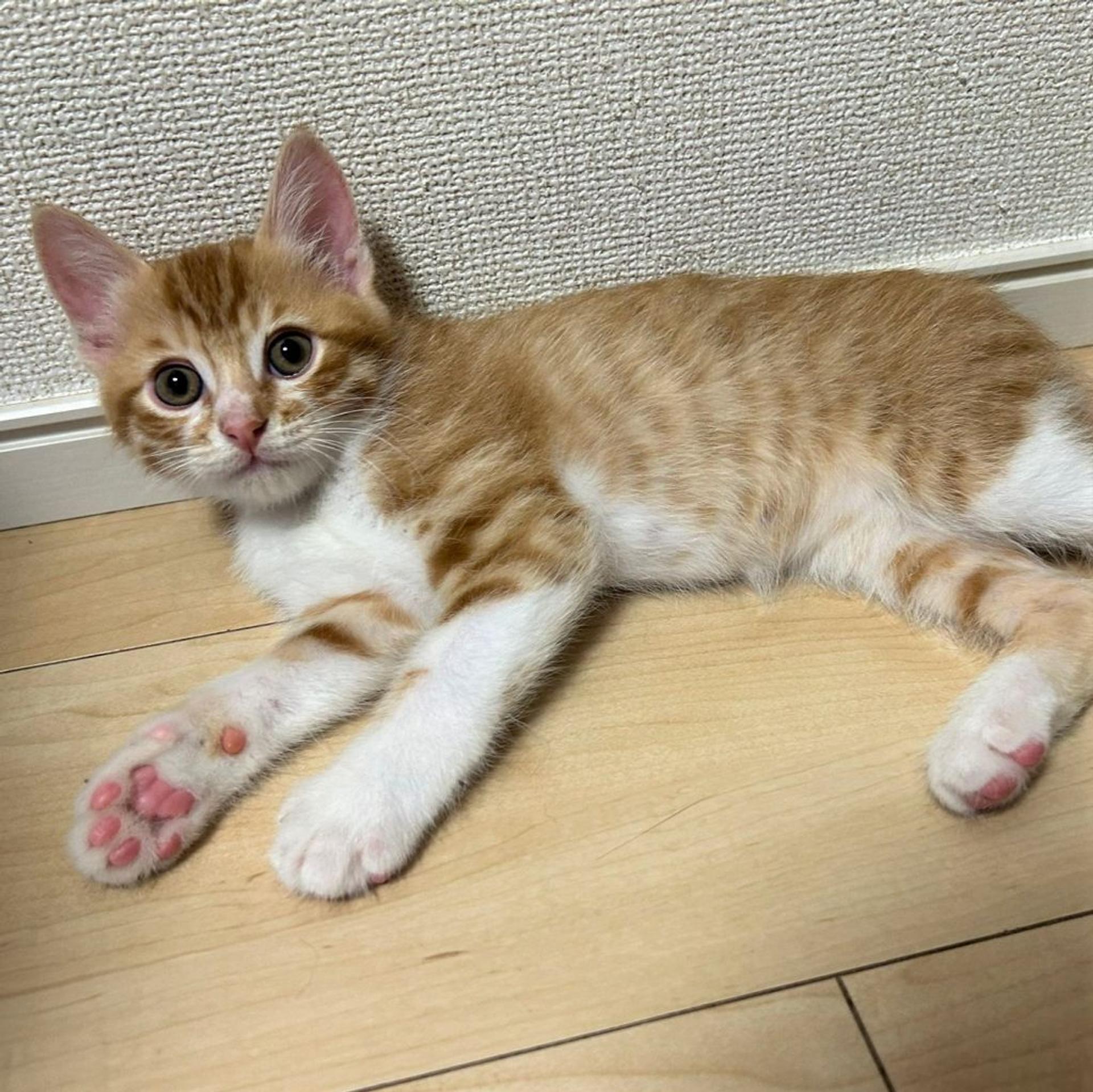 pet-image-5