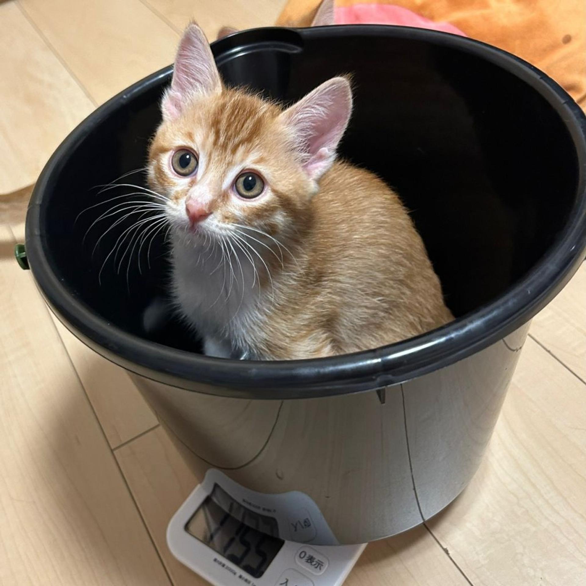 pet-image-6