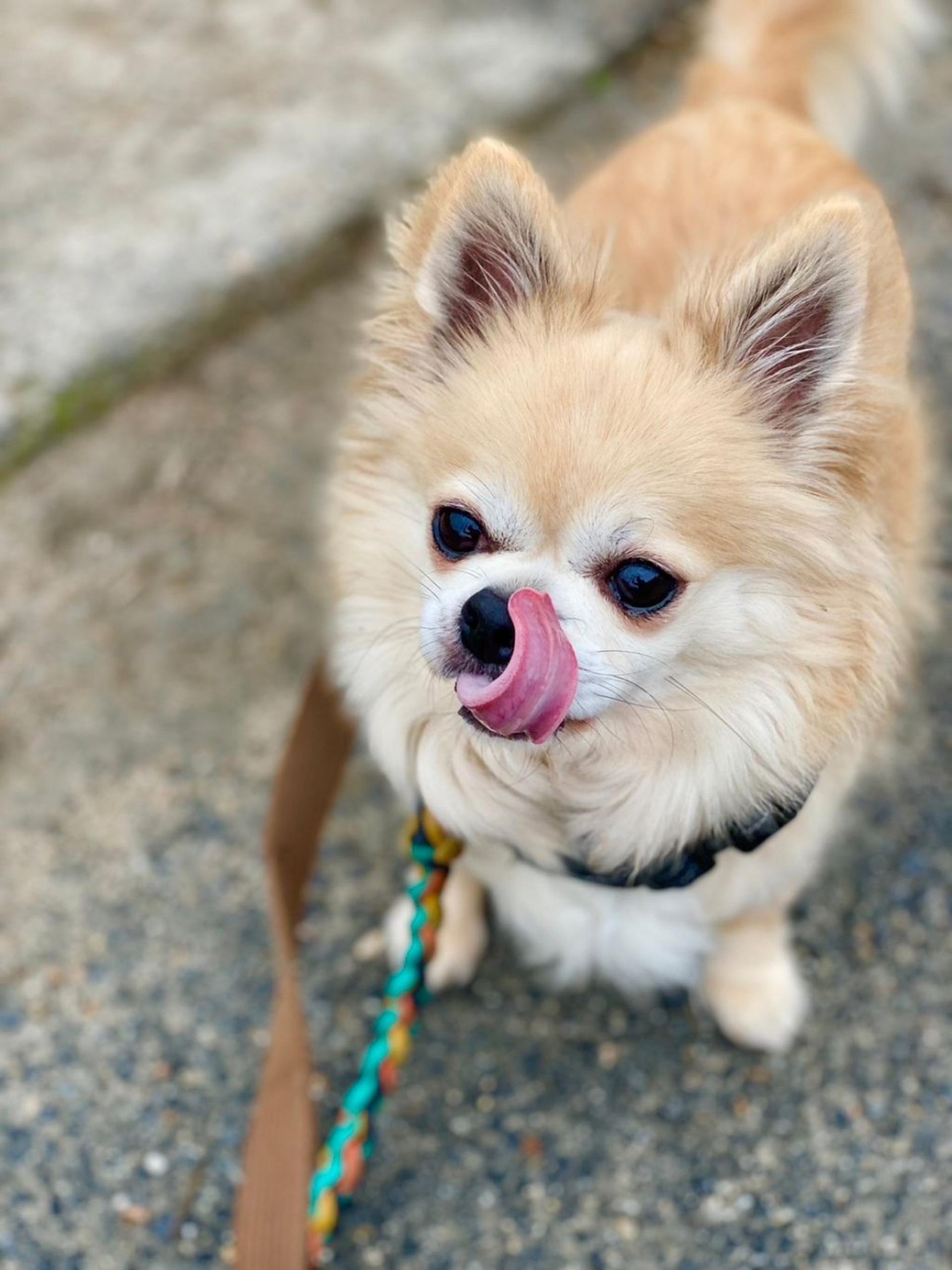 pet-image-2