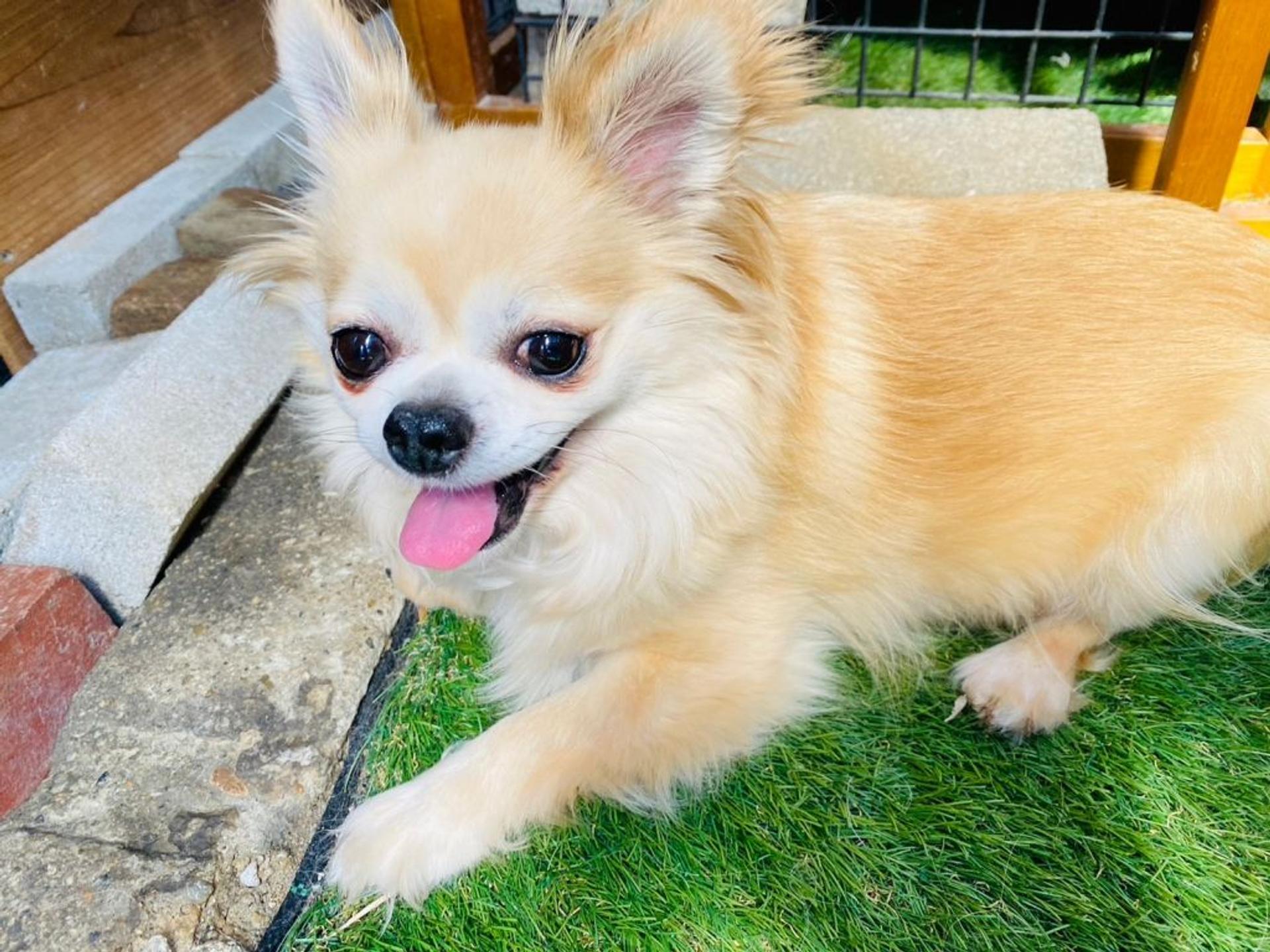 pet-image-3