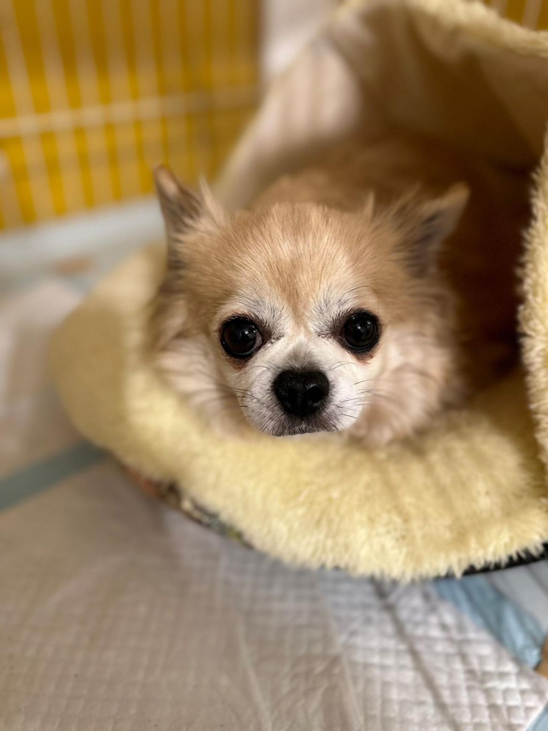 pet-image-4