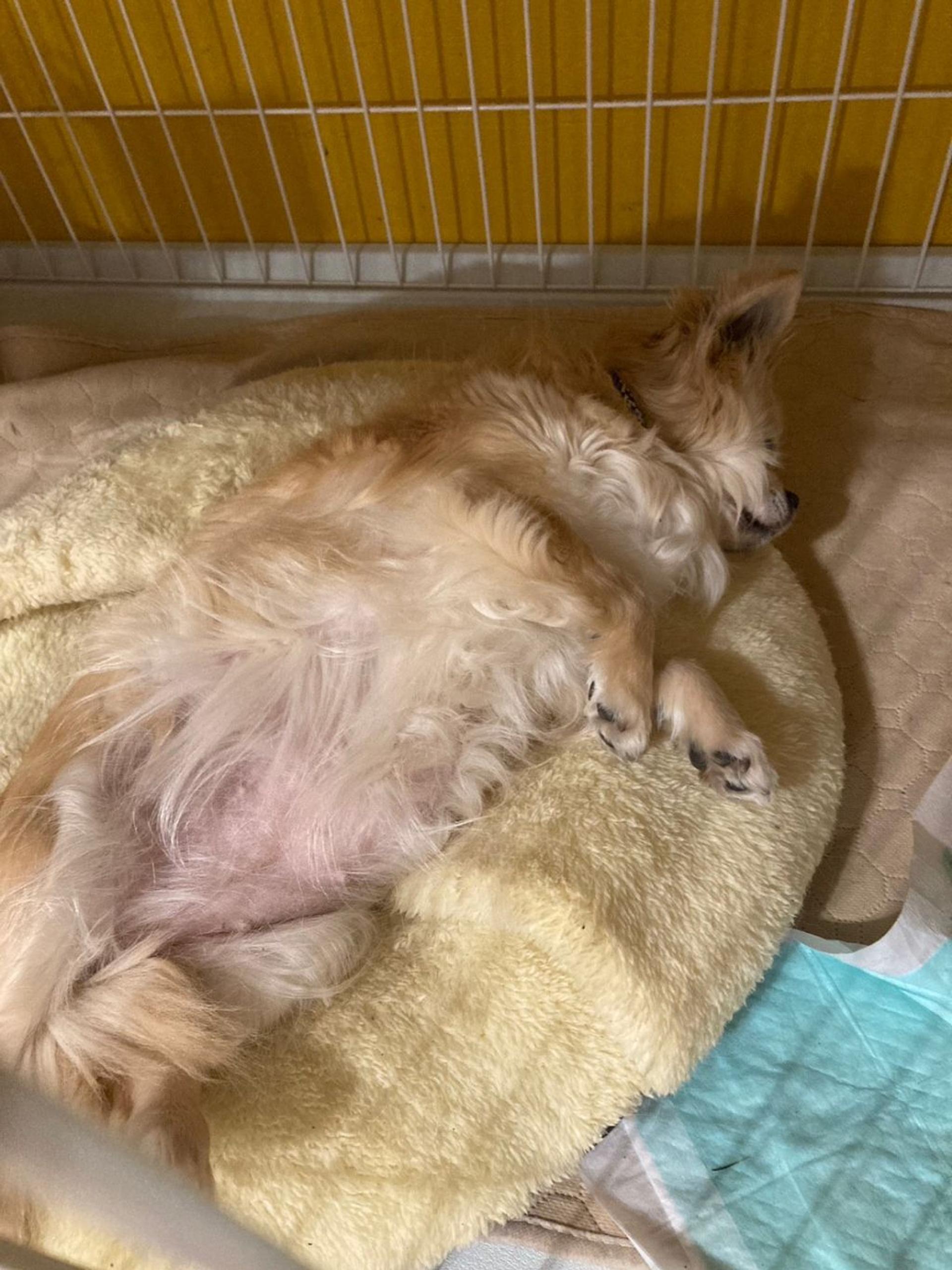 pet-image-6