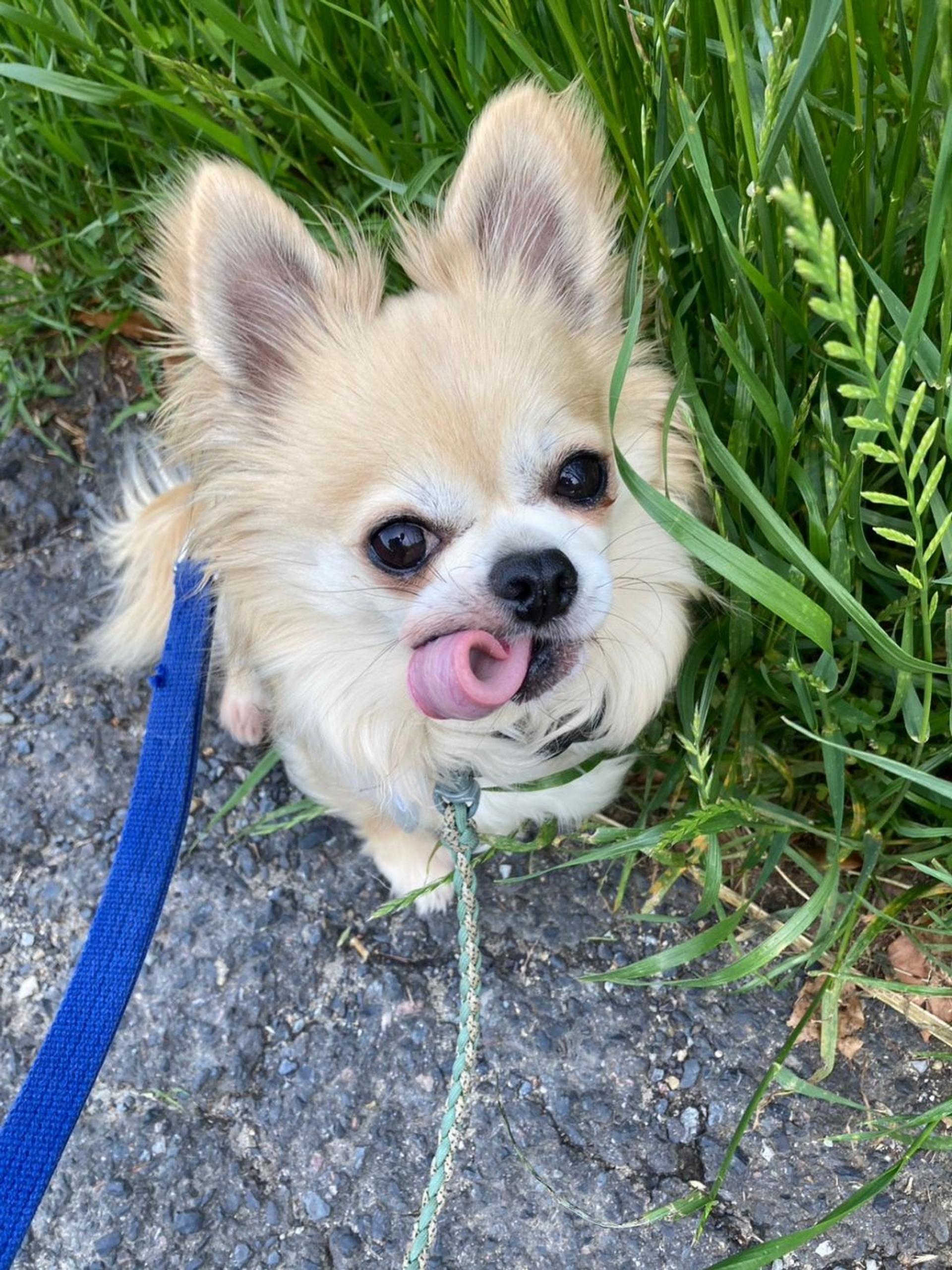 pet-image-7