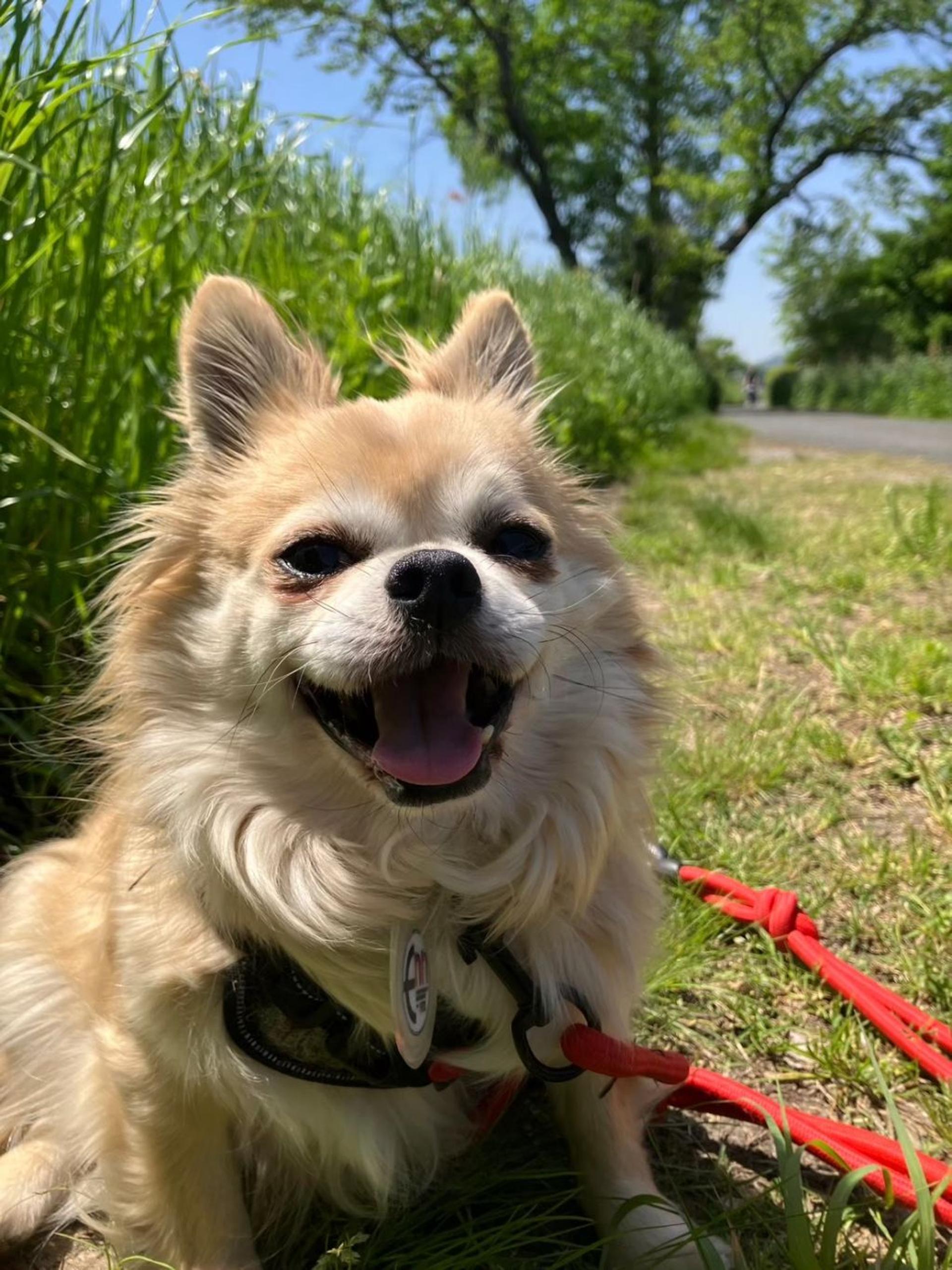 pet-image-8