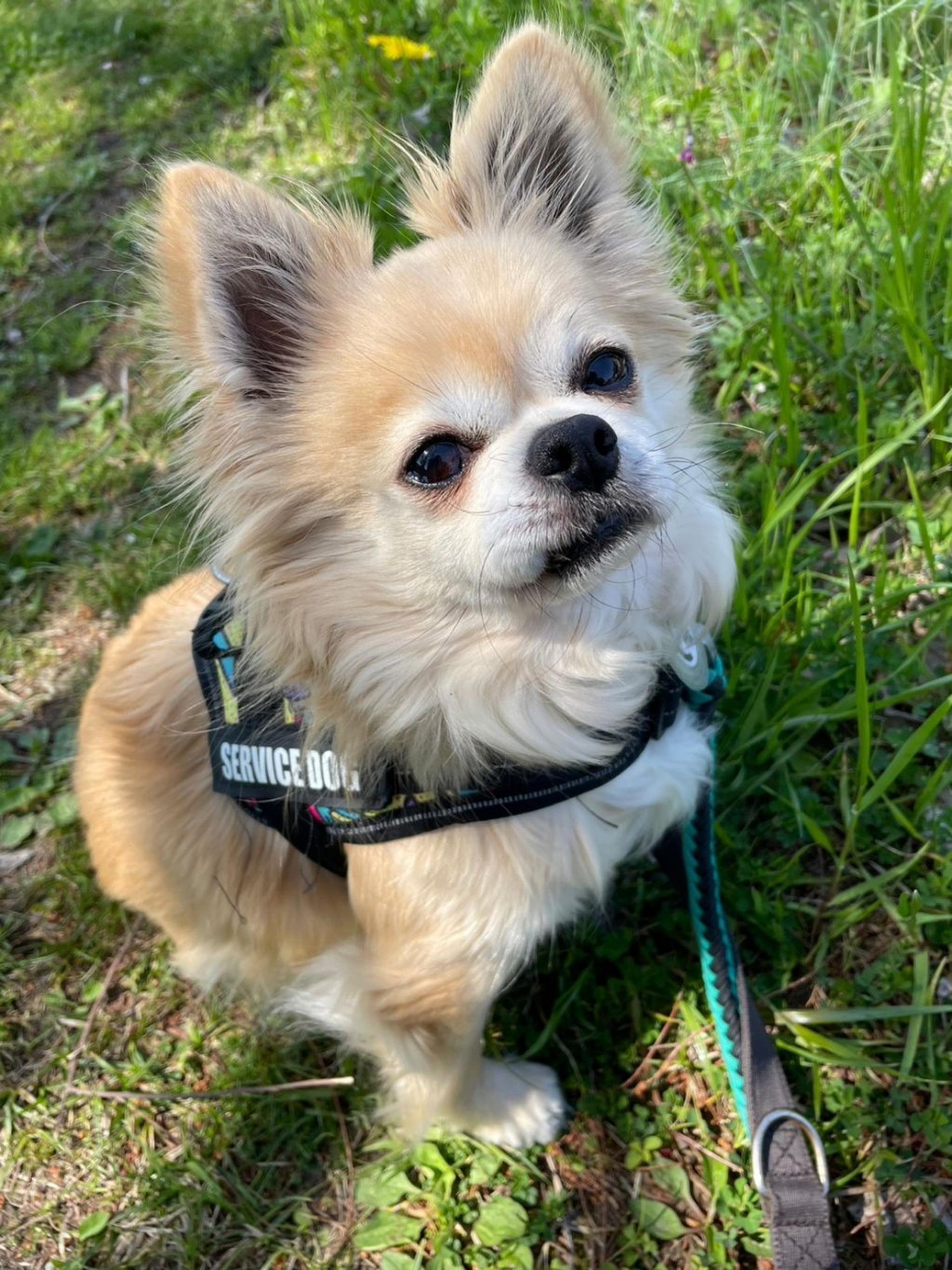 pet-image-9