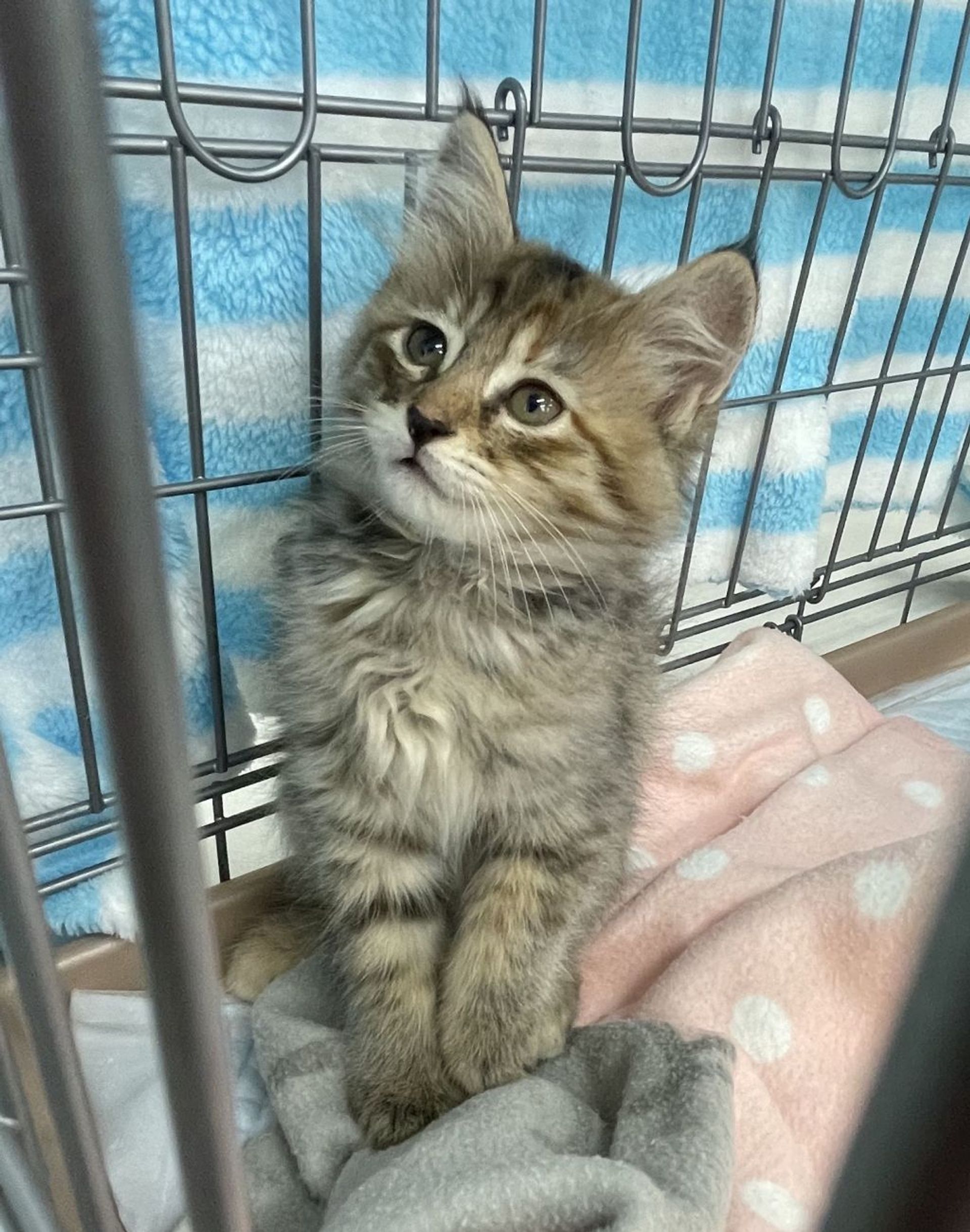 雑種（ミックス猫）・メスの里親募集の写真