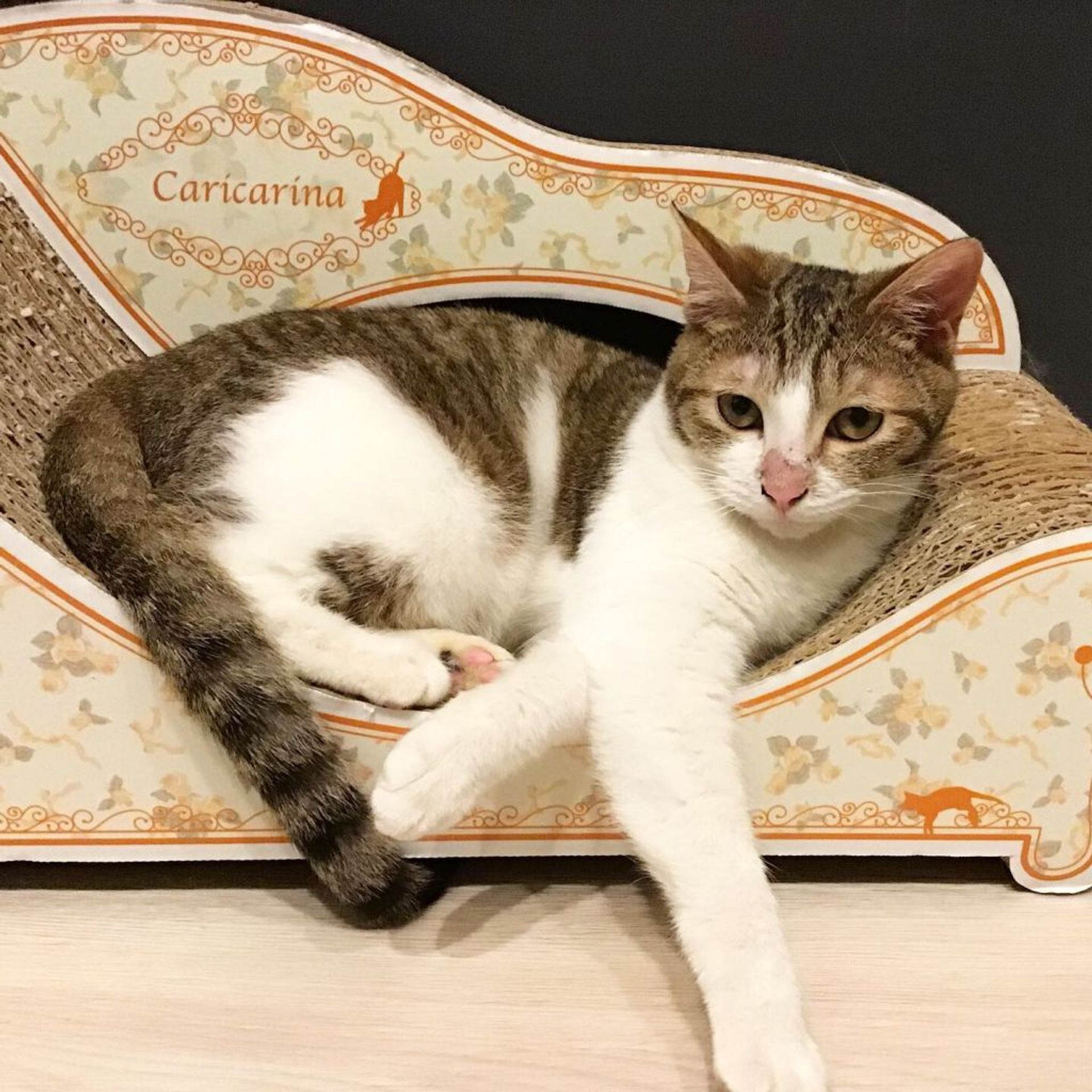 雑種（ミックス猫）・オスの里親募集の写真