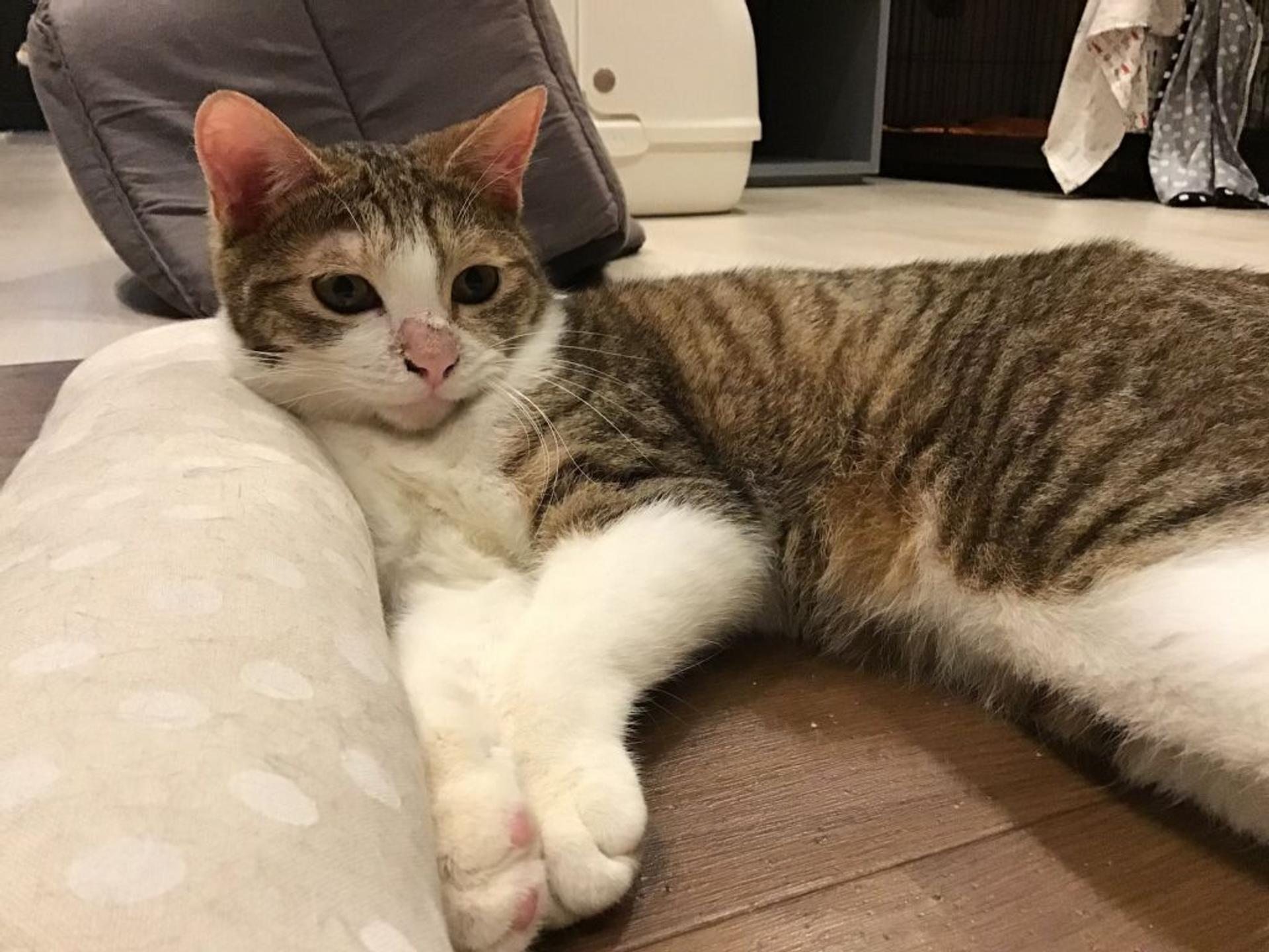 pet-image-2