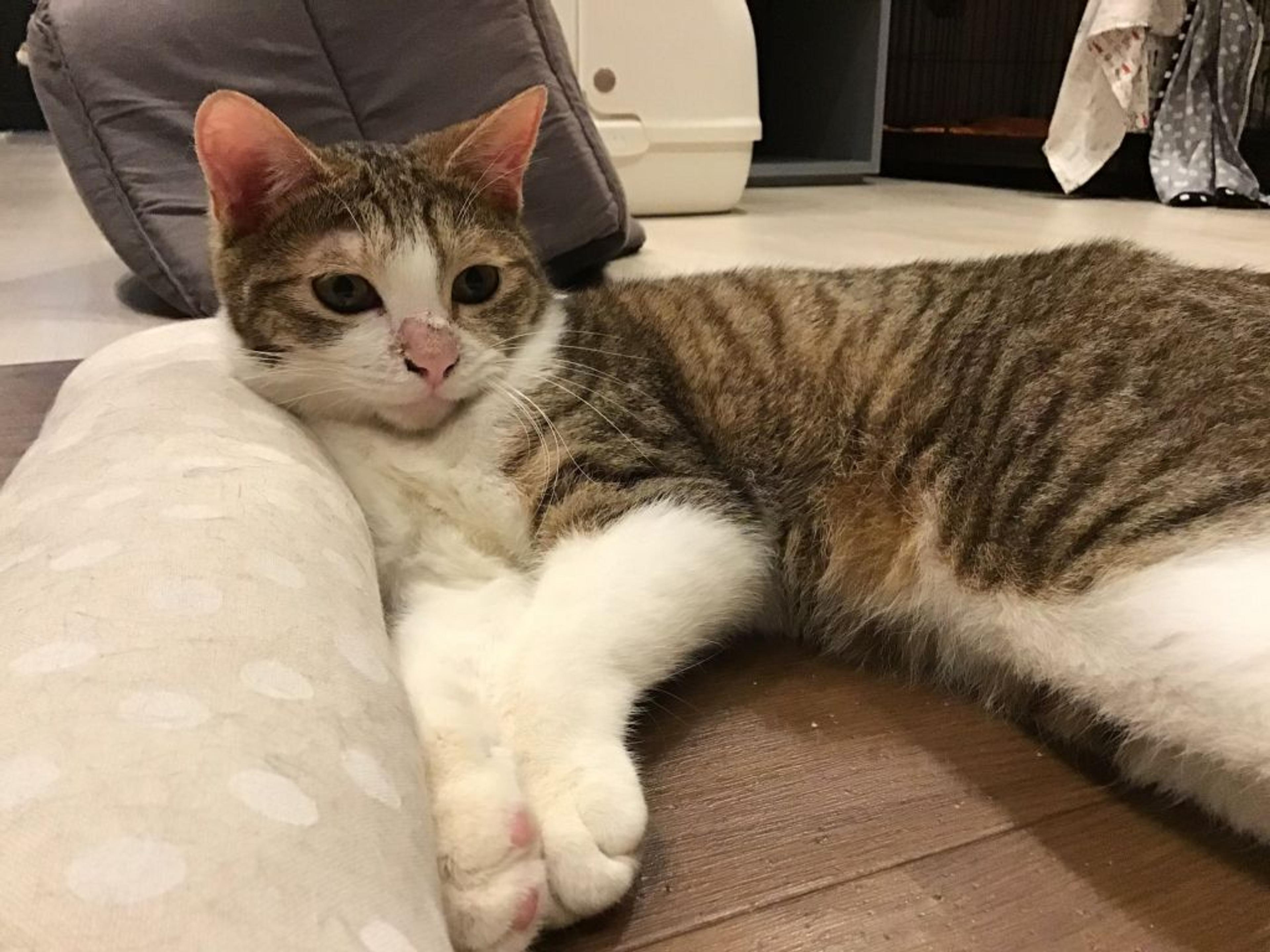 pet-image-2