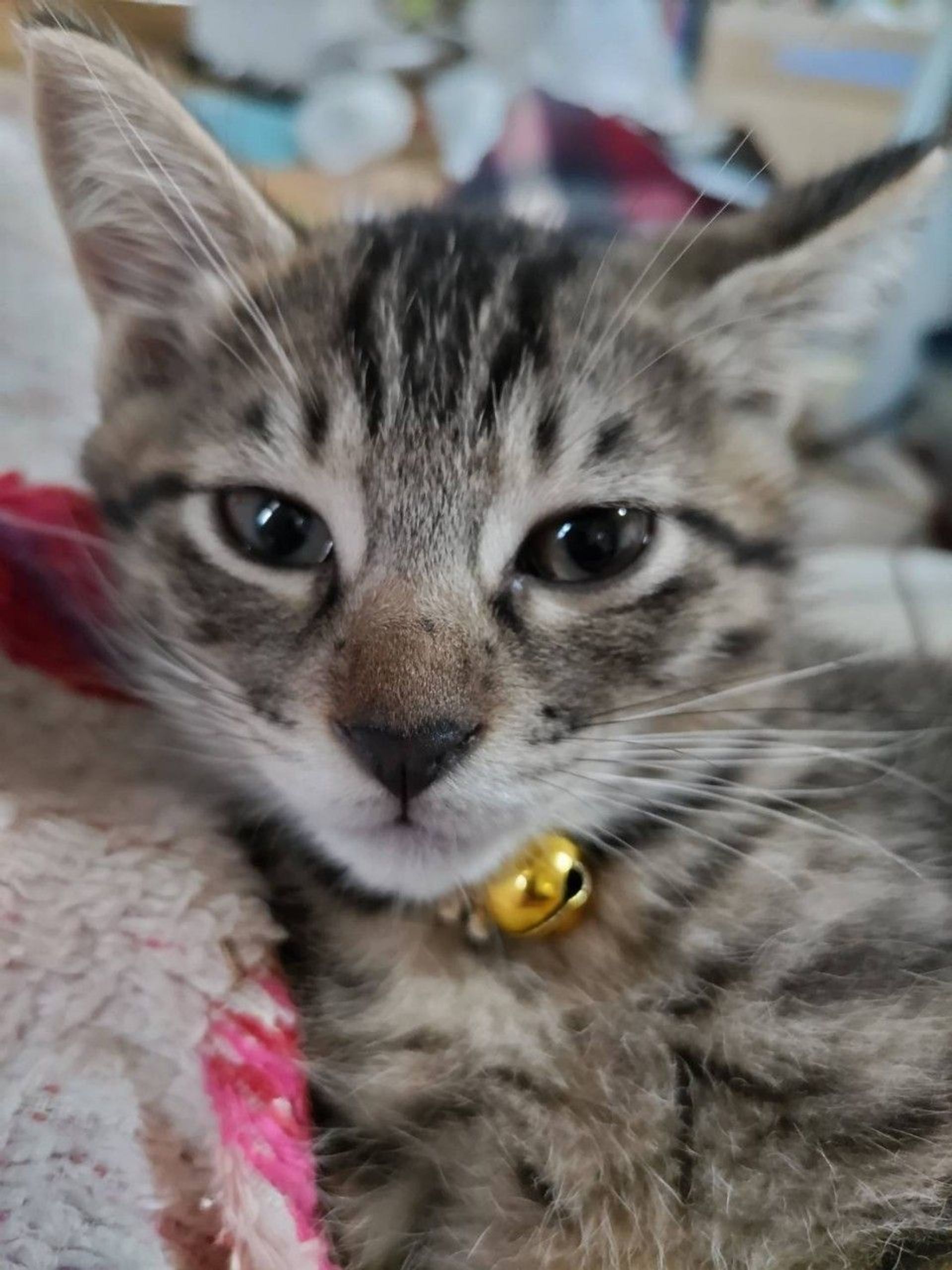 雑種（ミックス猫）・オスの里親募集の写真