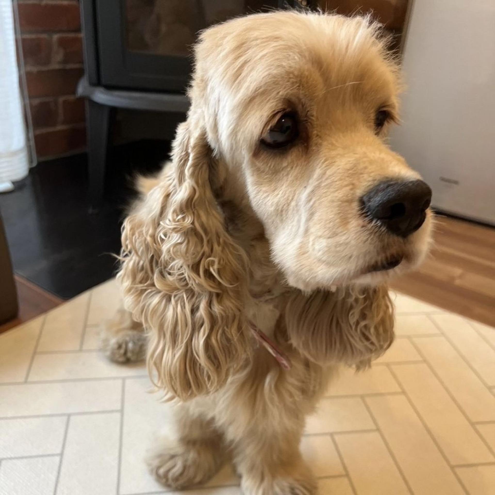 pet-image-4