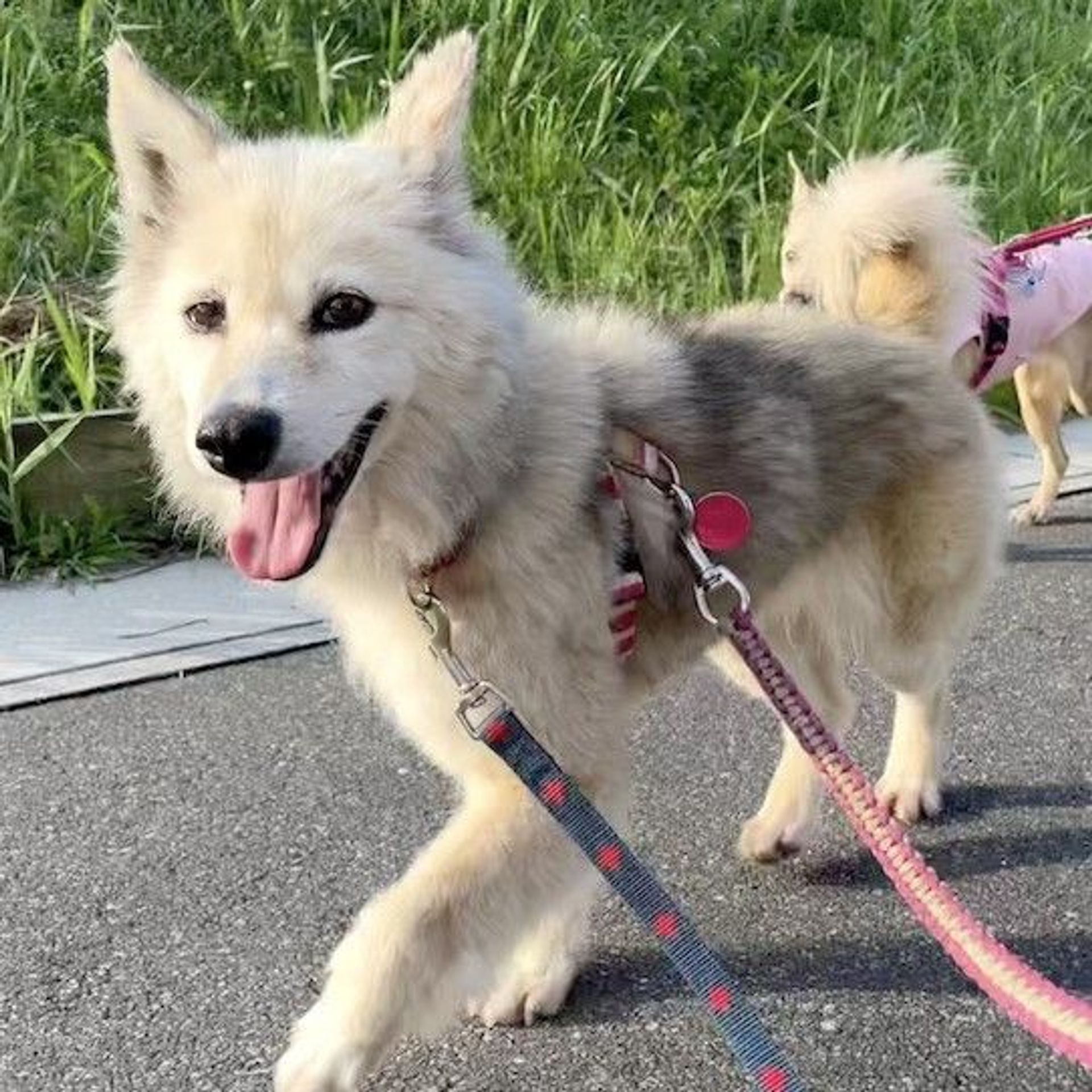 雑種（ミックス犬）・メスの里親募集の写真