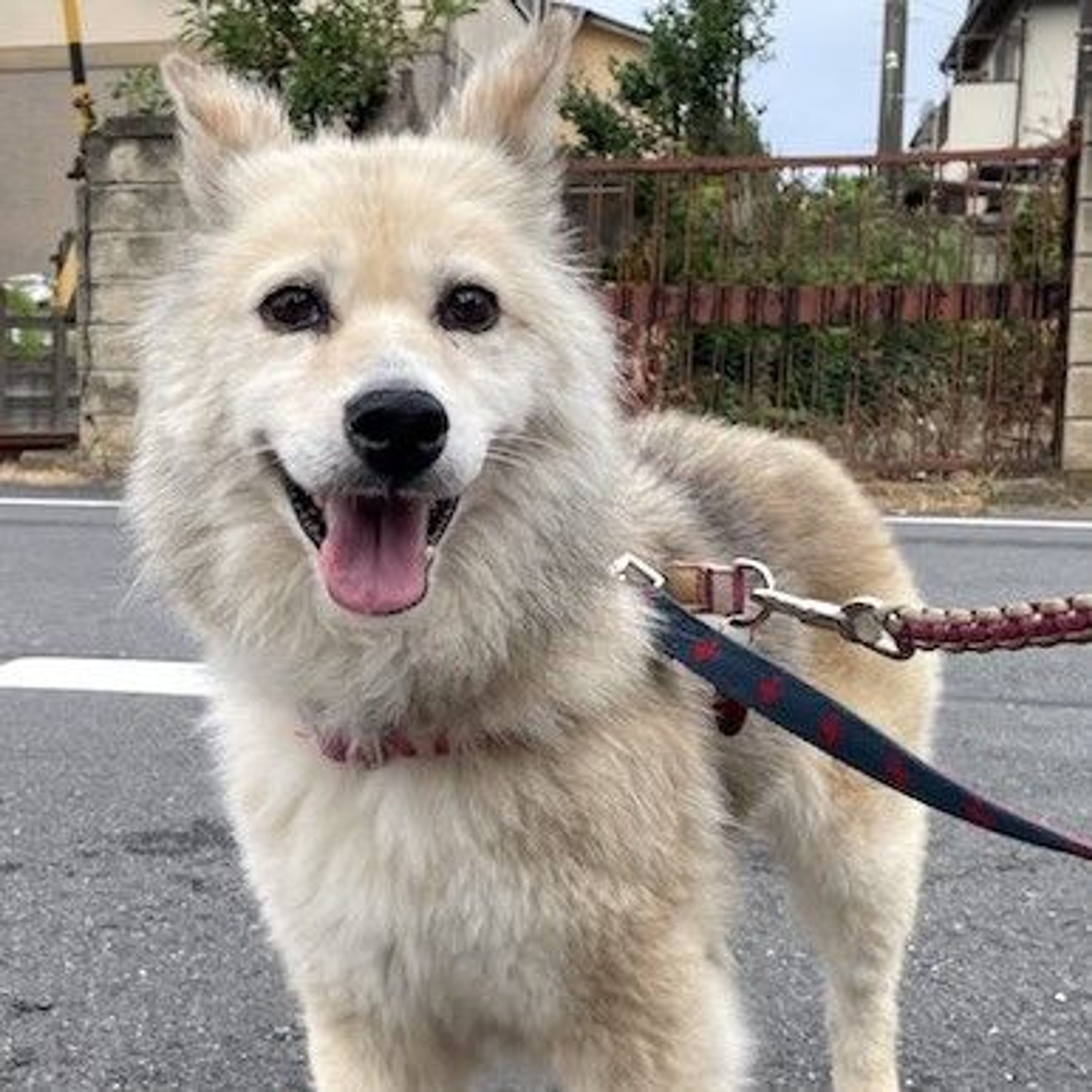 pet-image-2