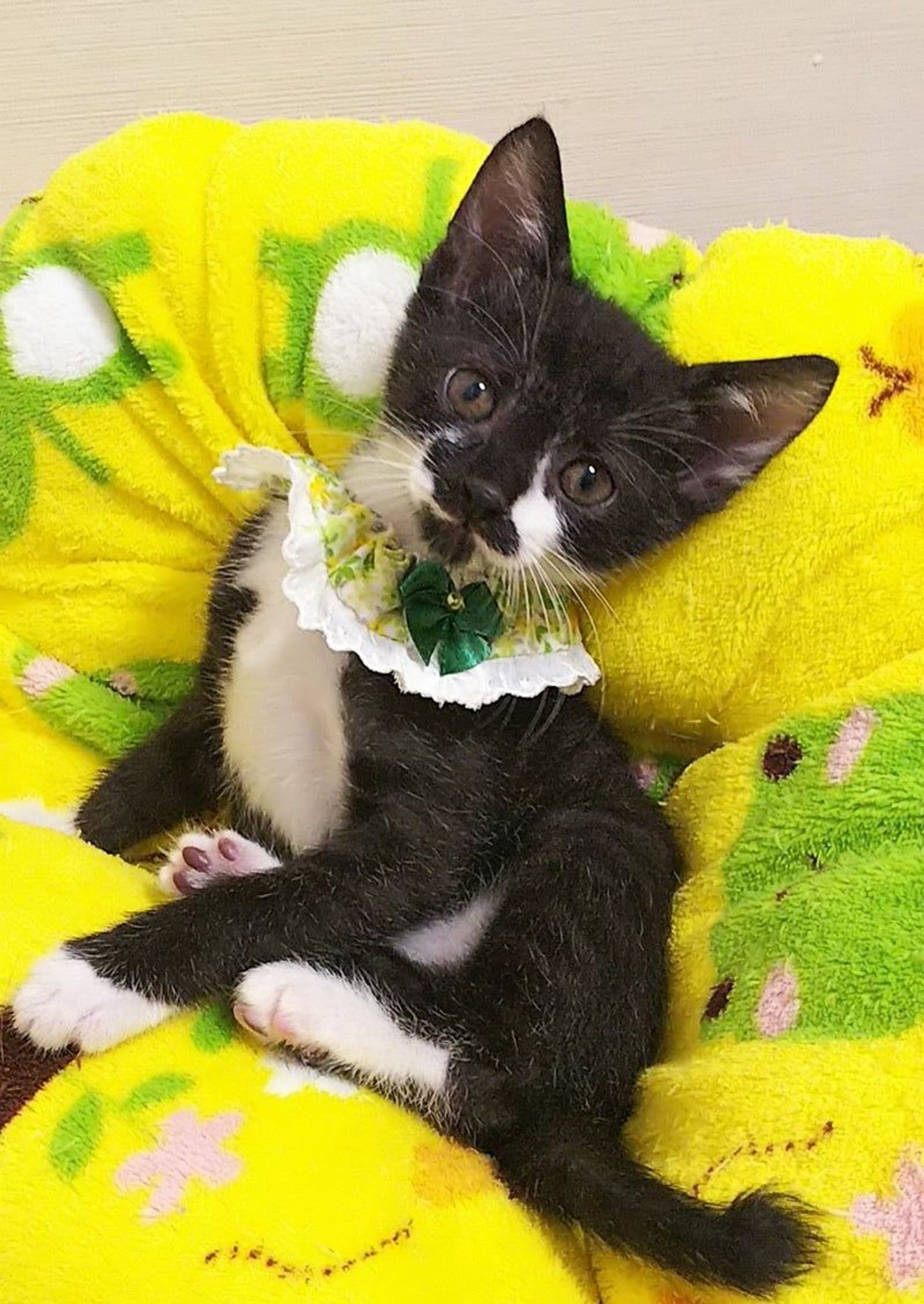 雑種（ミックス猫）・オスの里親募集の写真