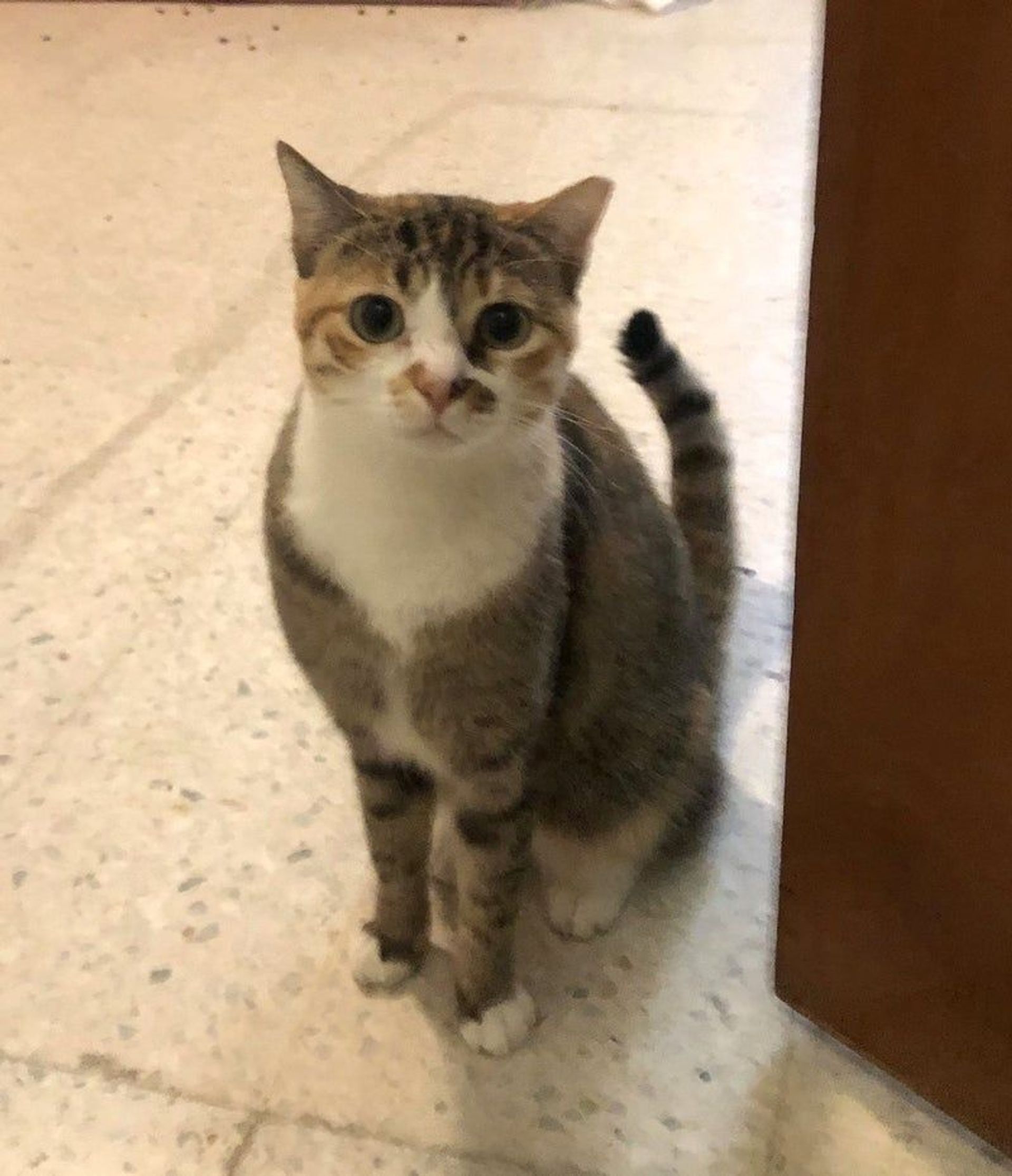 雑種（ミックス猫）・メスの里親募集の写真