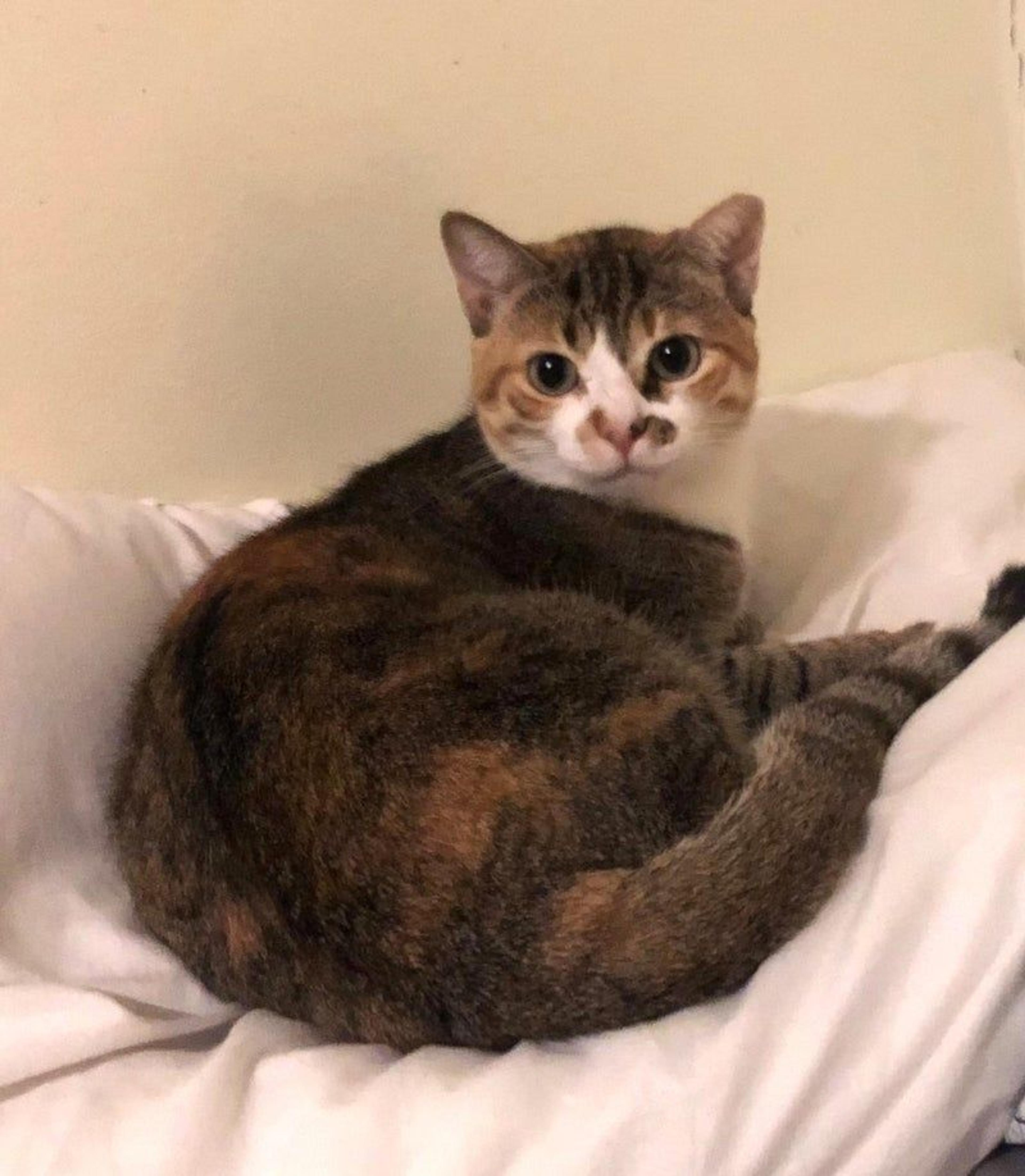 pet-image-2